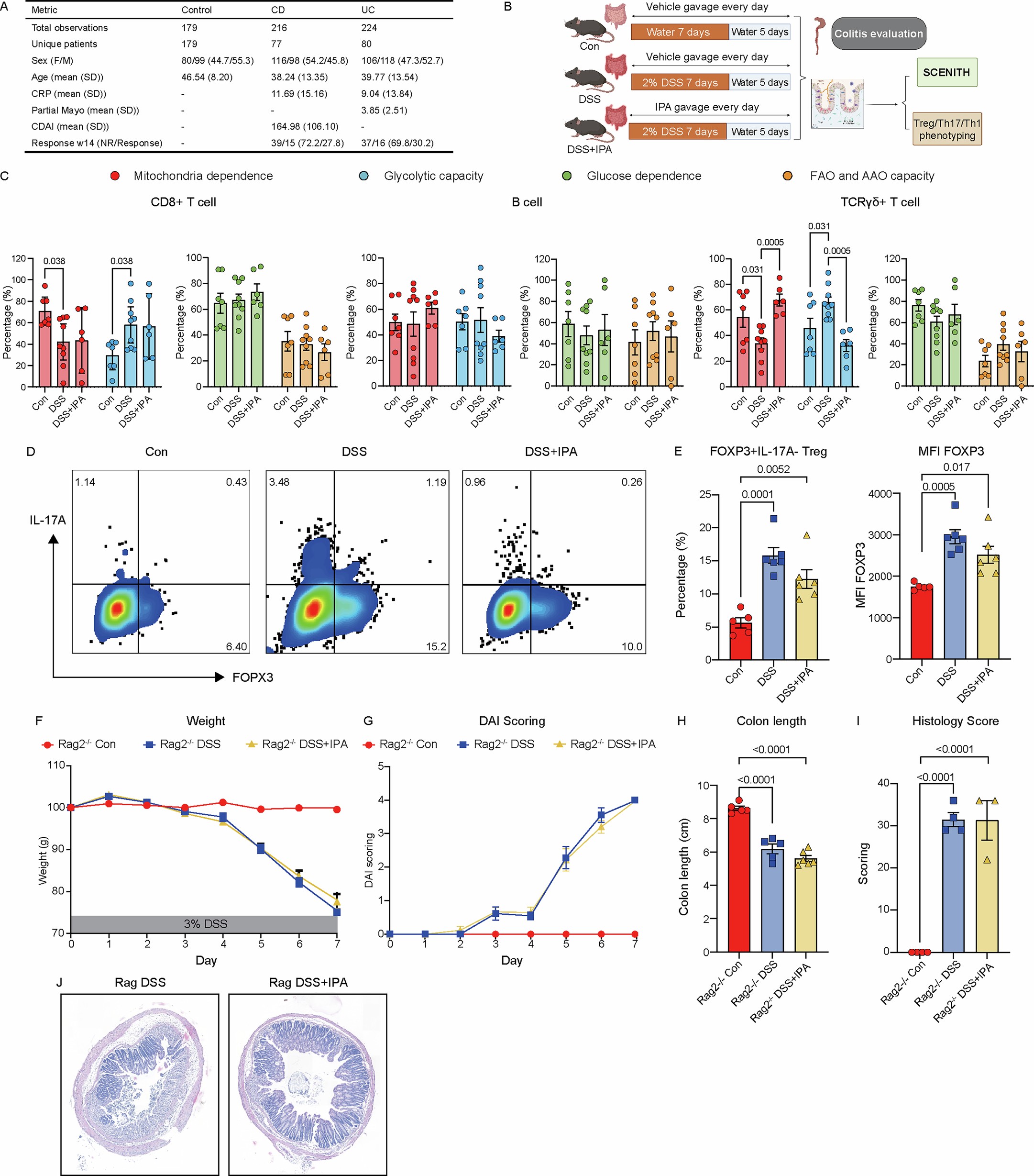 Extended Data Fig. 10: The protective effect of IPA against DSS colitis is dependent on CD4 + T cell TH1 and TH17 metabolic reprogramming without altering Treg phenotype in vivo.