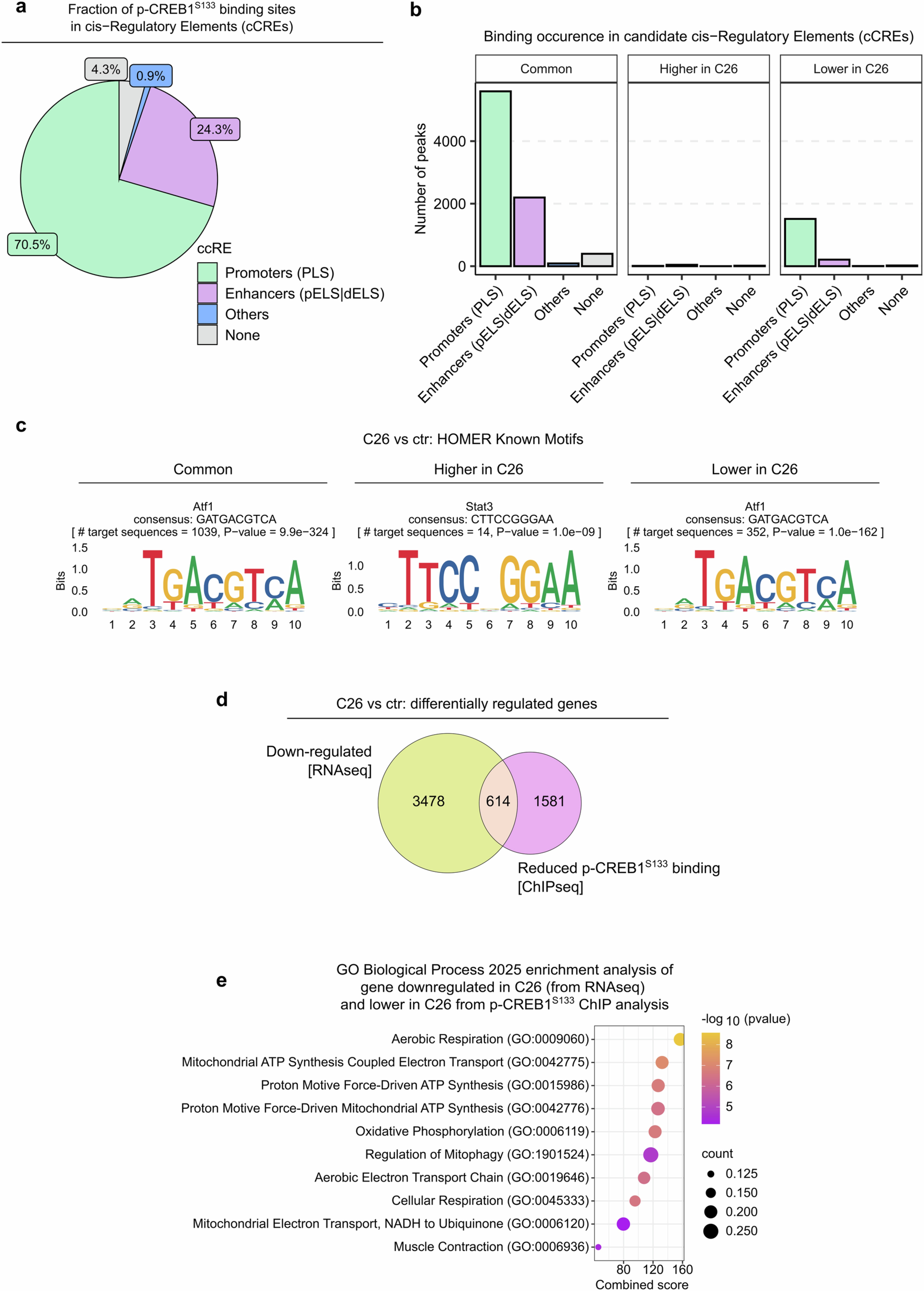 Extended Data Fig. 3: Analysis of p-CREB1S133 binding and ChIP-seq integration with transcriptomic alterations in C26 cachexia.