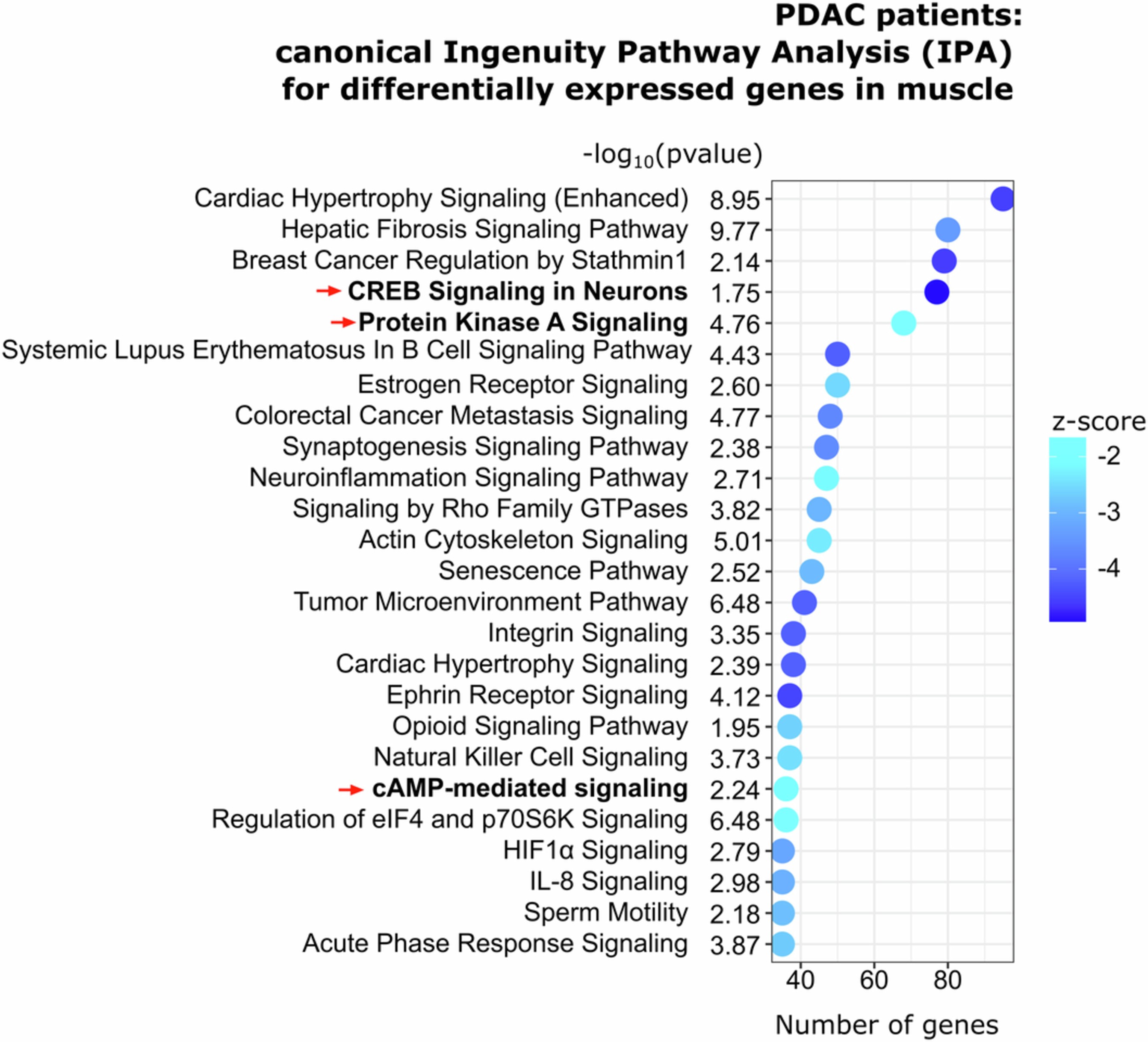 Extended Data Fig. 4: Ingenuity Pathways Analysis for differentially expressed genes in muscle biopsies from PDAC patients.