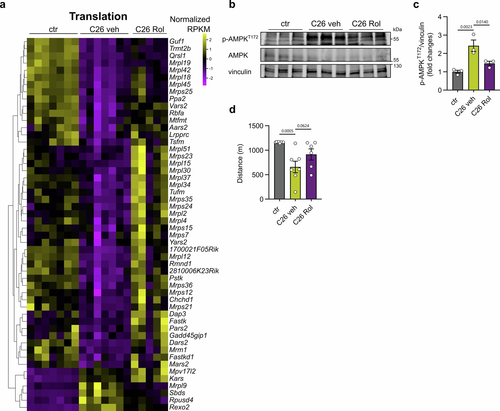 Extended Data Fig. 8: Effects of rolipram on mitochondrial translation-related gene expression, on phospho-AMPK, and on endurance performance in C26-bearing mice.