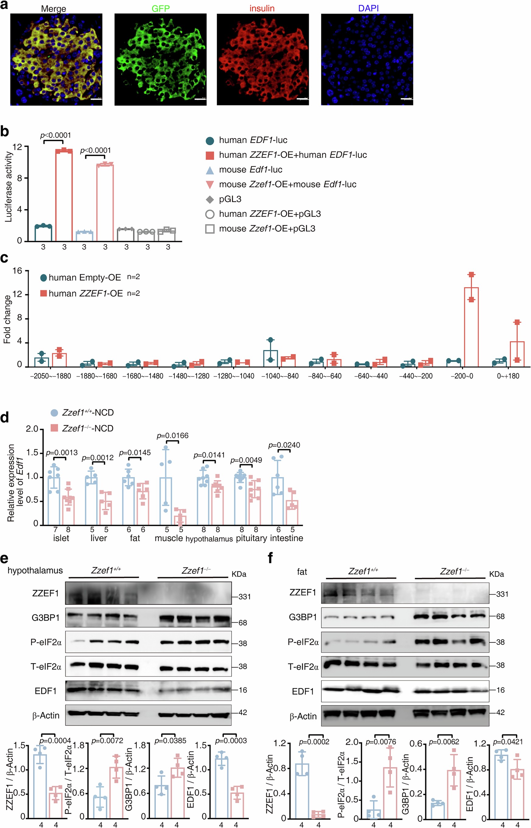Extended Data Fig. 7: ZZEF1 regulates the expression of Edf1.