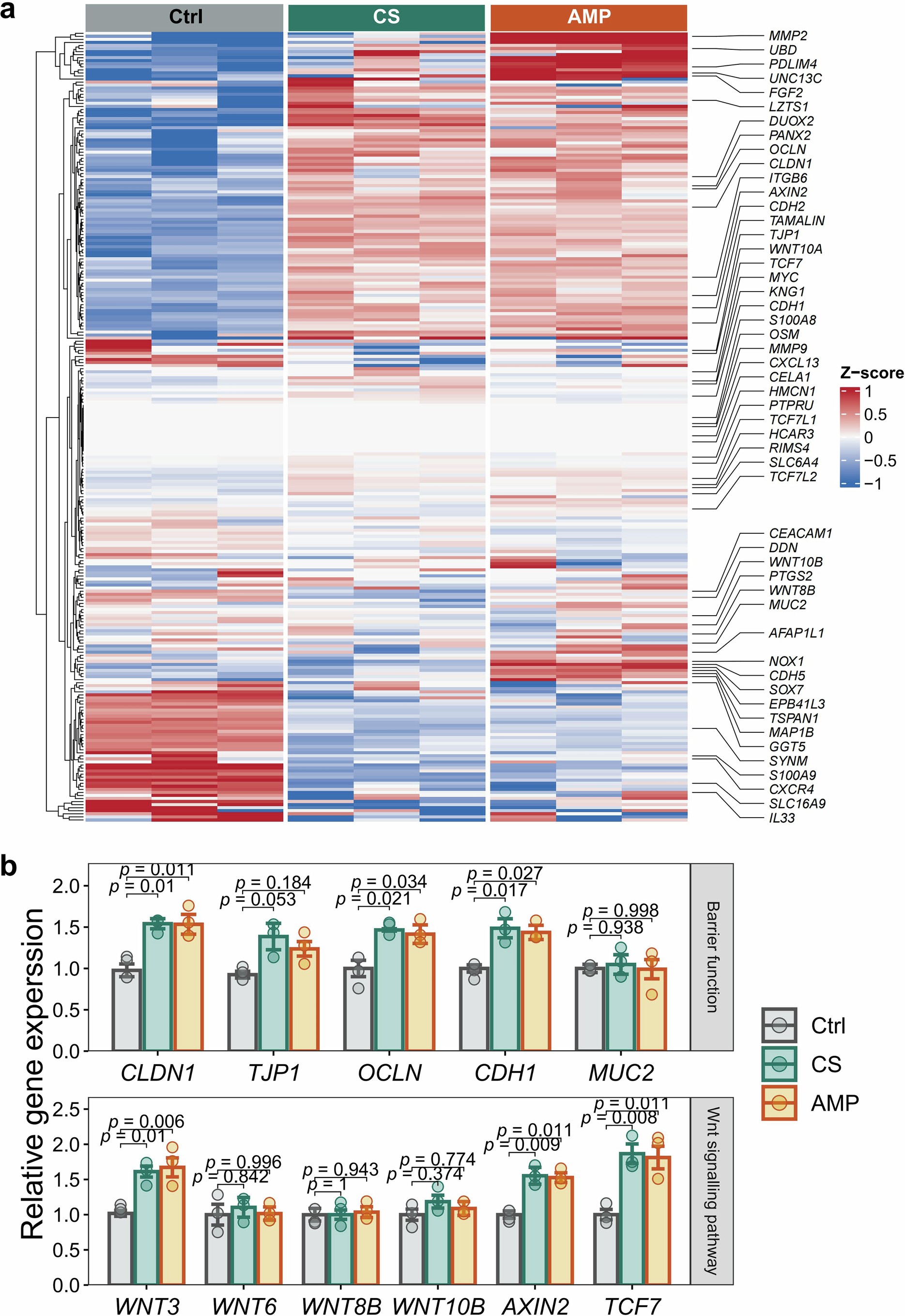 Extended Data Fig. 10: mRNA levels of genes in the Caco-2 cells treated with C. sphaerospermum culture supernatant, AMP, or PBS control.
