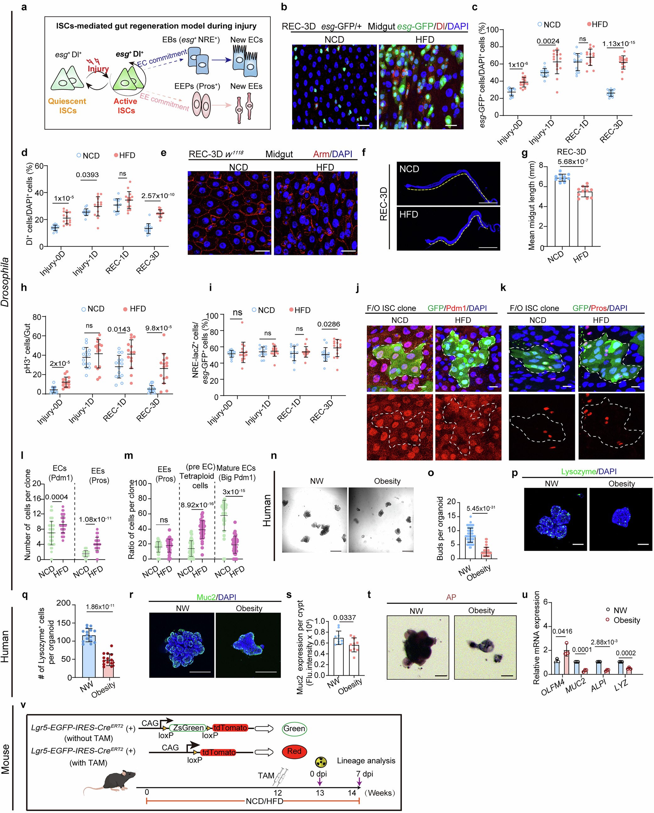 Extended Data Fig. 2: Obesity impairs intestinal epithelial regeneration and ISC differentiation in Drosophila and intestinal organoid.