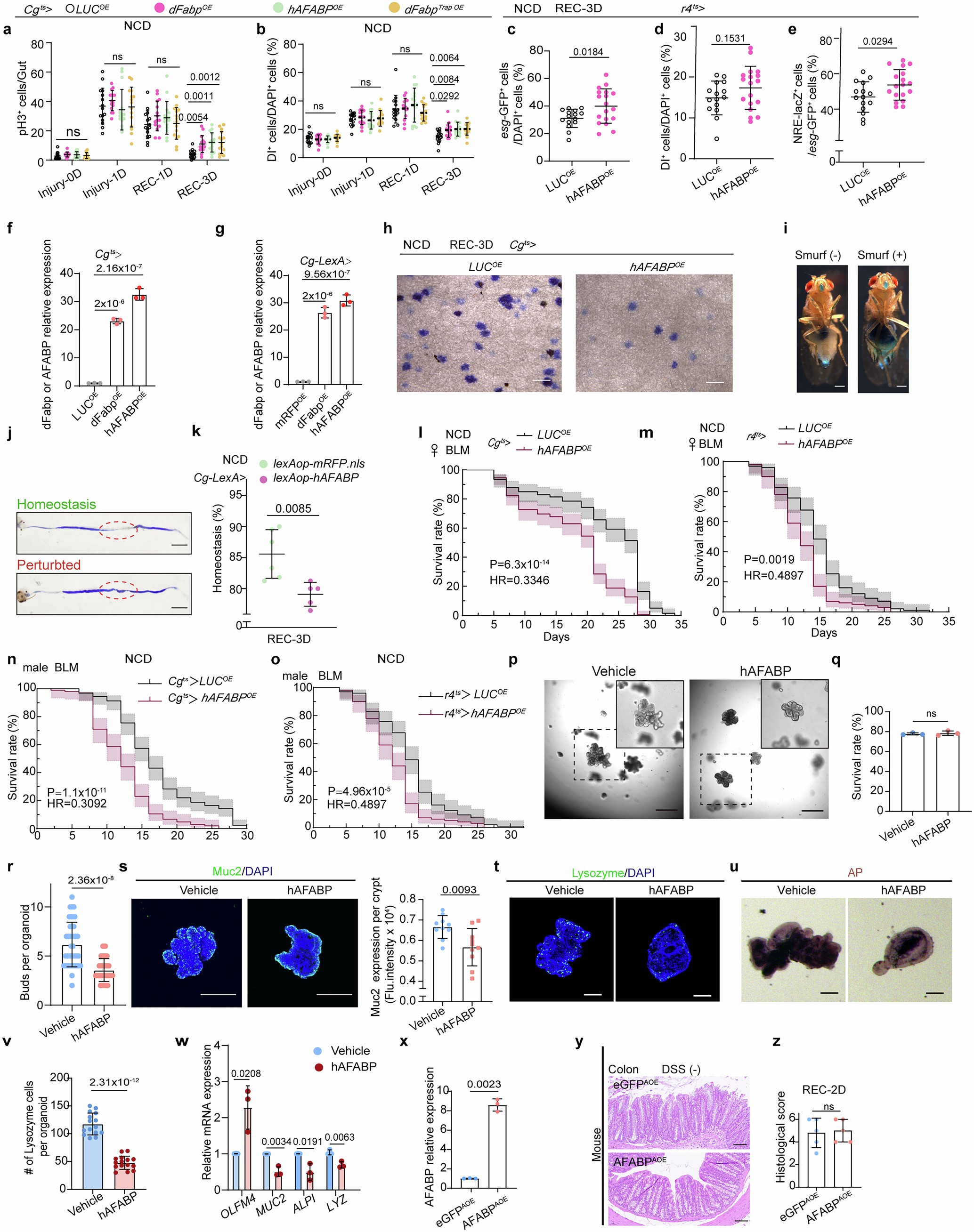 Extended Data Fig. 4: AFABP overexpression in adipocytes impedes ISC differentiation and intestinal epithelial regeneration.