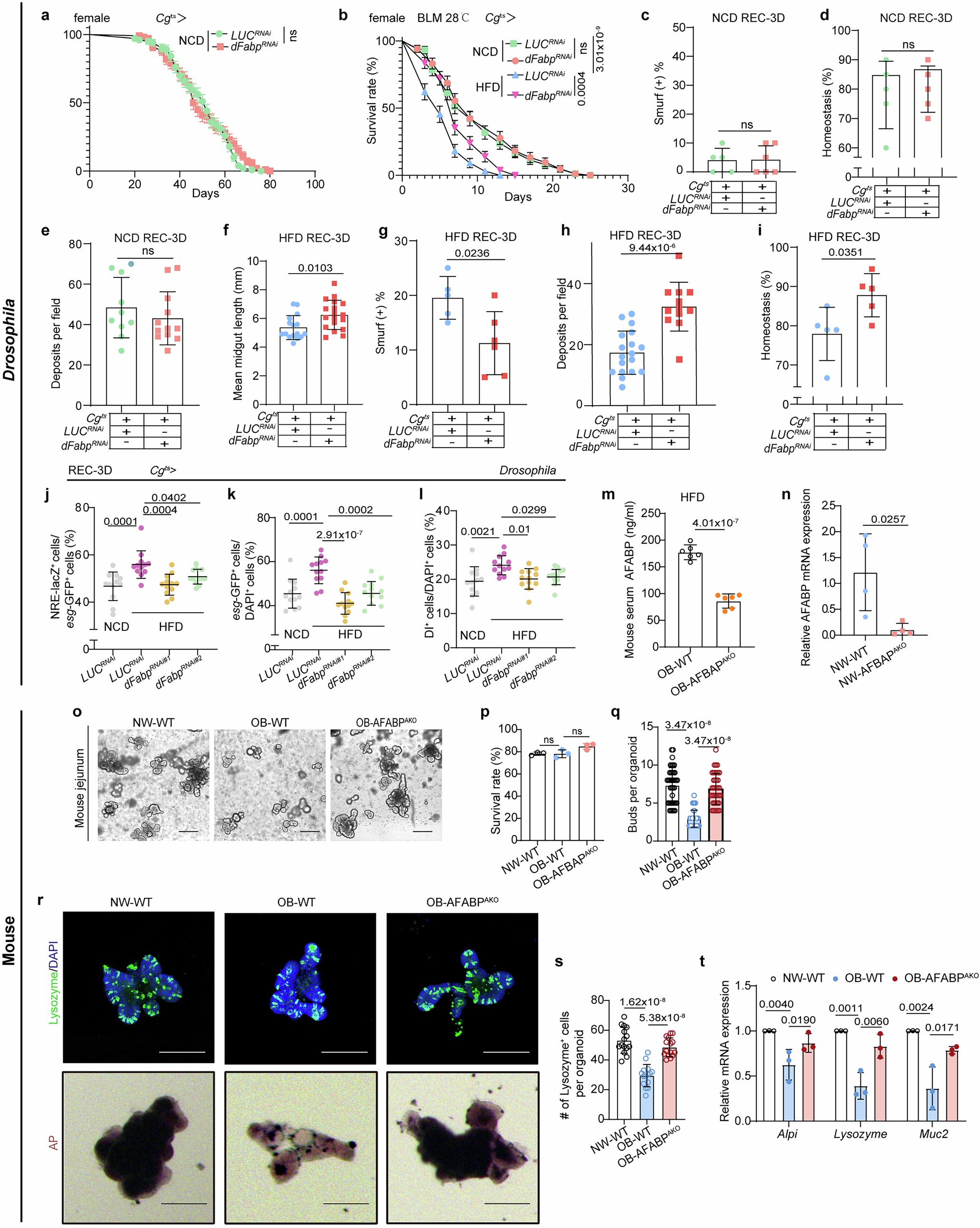 Extended Data Fig. 5: AFABP depletion in adipocytes improves intestinal epithelial regeneration in obese animals.