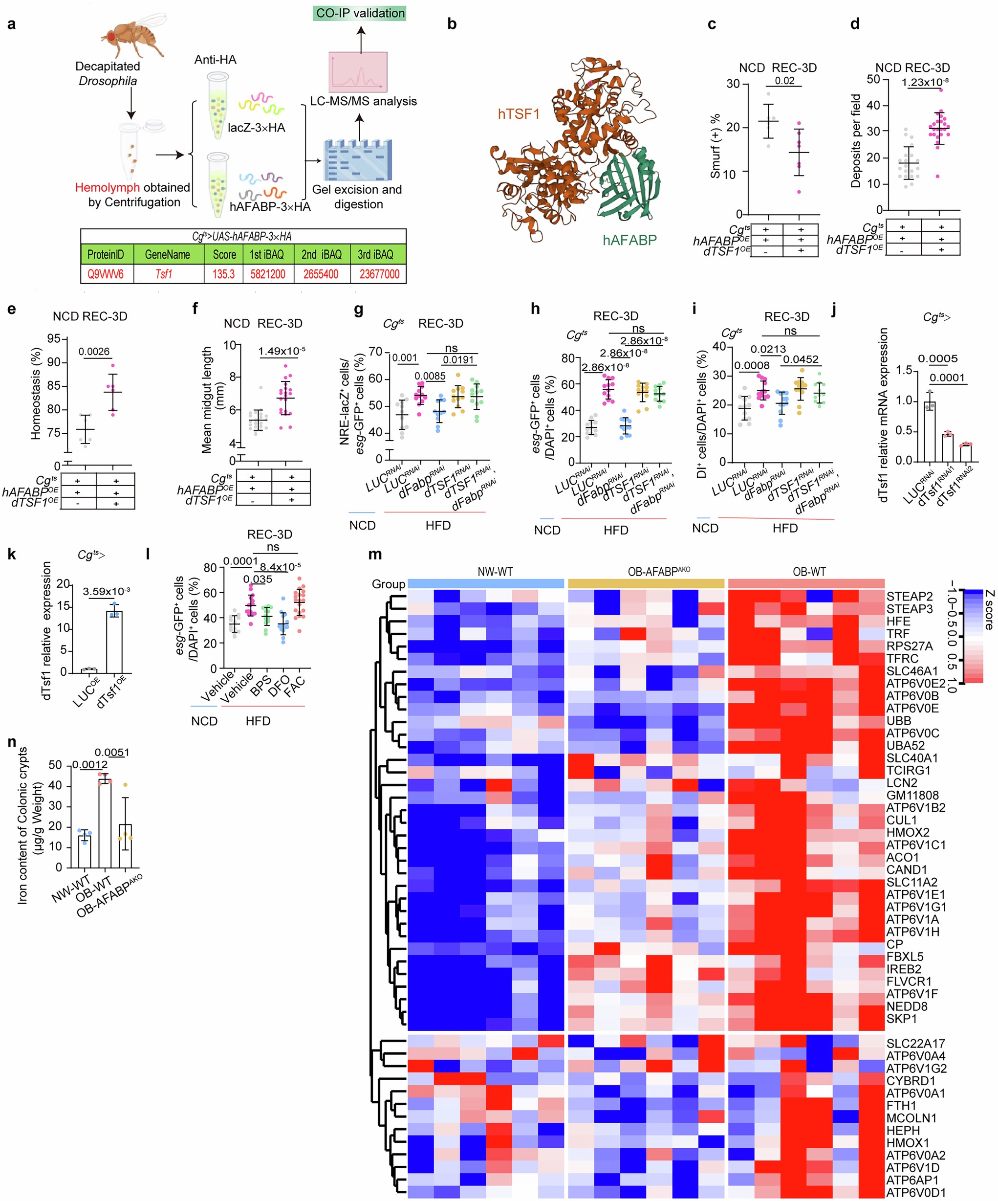 Extended Data Fig. 7: AFABP interacts with Transferrin to hinder ISC differentiation and gut regeneration in Drosophila.