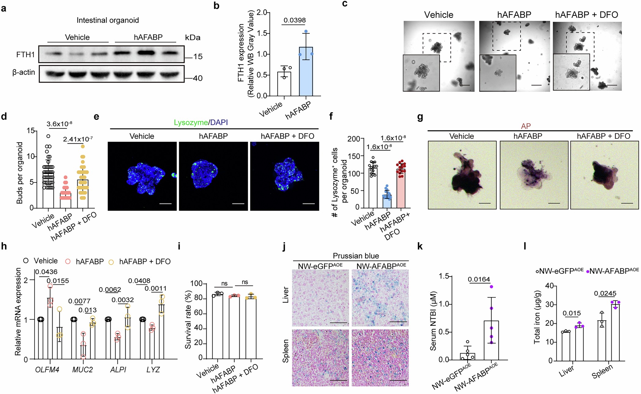 Extended Data Fig. 8: AFABP interacts with Transferrin to hinder ISC differentiation and gut regeneration in mice.