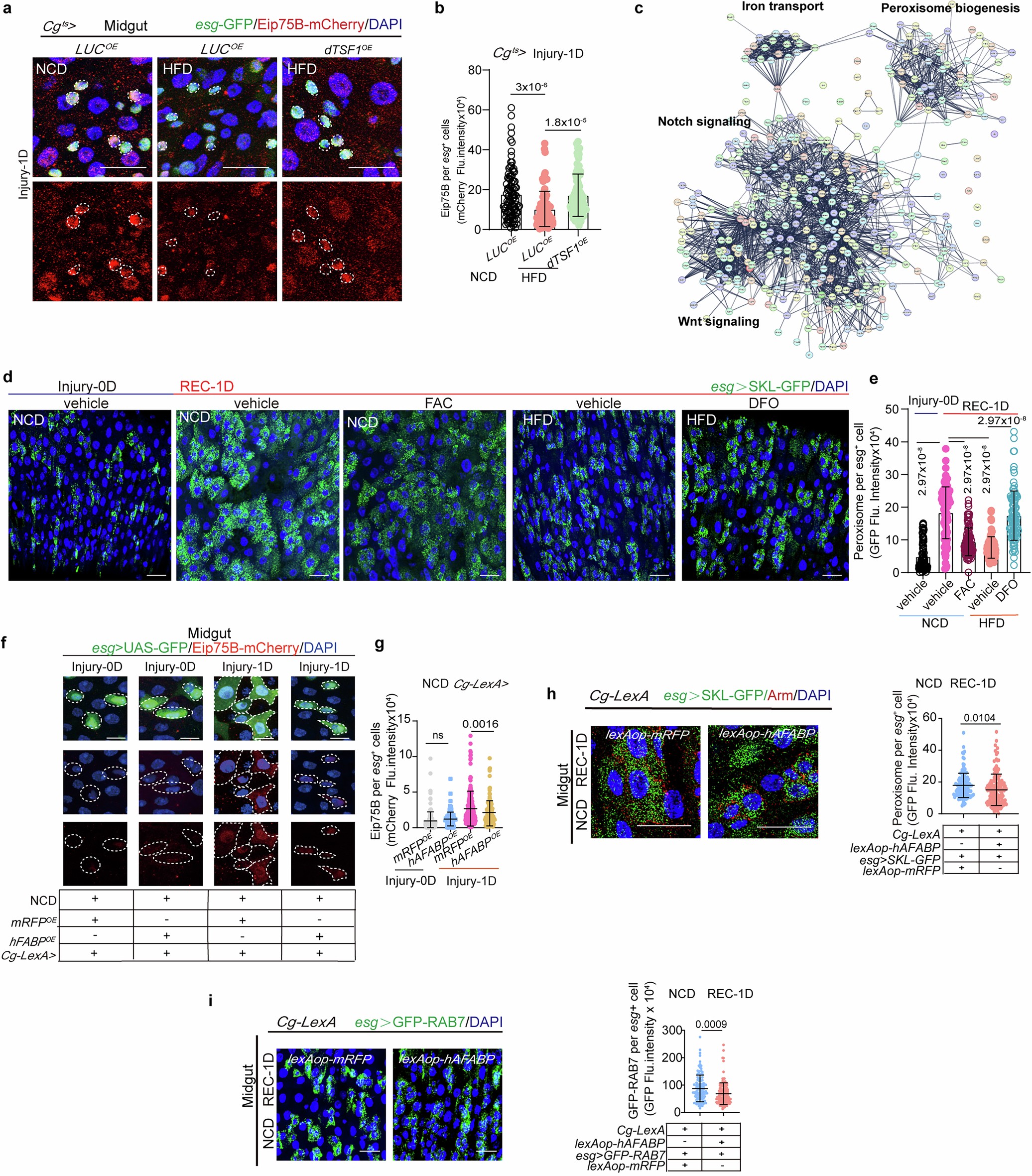 Extended Data Fig. 9: AFABP prevents ISC differentiation following intestinal injury by modulating the iron-PPAR-peroxisome axis in ISCs.