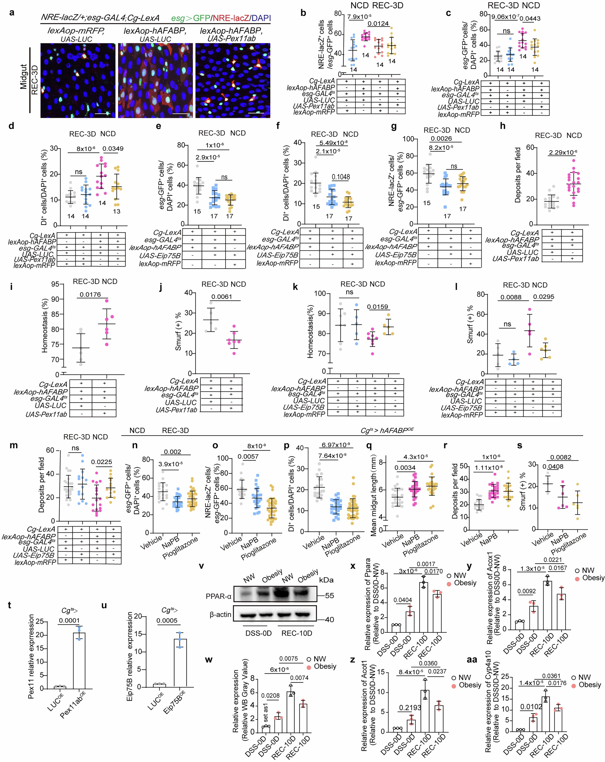 Extended Data Fig. 10: Enhanced Peroxisomal Function Promotes Intestinal Regeneration in AFABP-Overexpressing Drosophila.