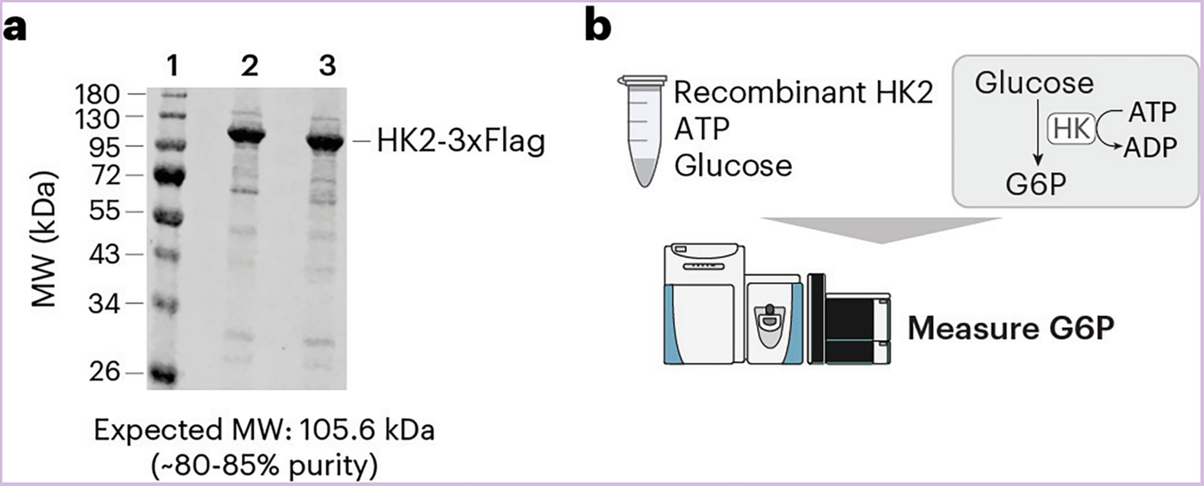 Extended Data Fig. 2: Related to HK2-mediated catalytic activity is necessary to support cell growth in HPLM.