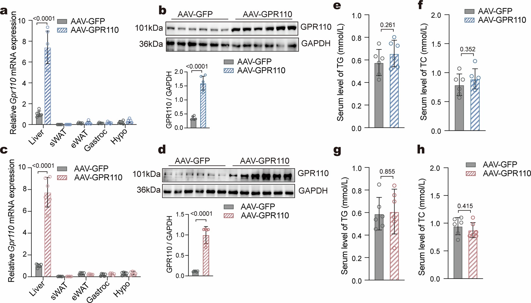 Extended Data Fig. 2: AAV-mediated hepatic overexpression of GPR110 does not affect serum lipid levels in mice.