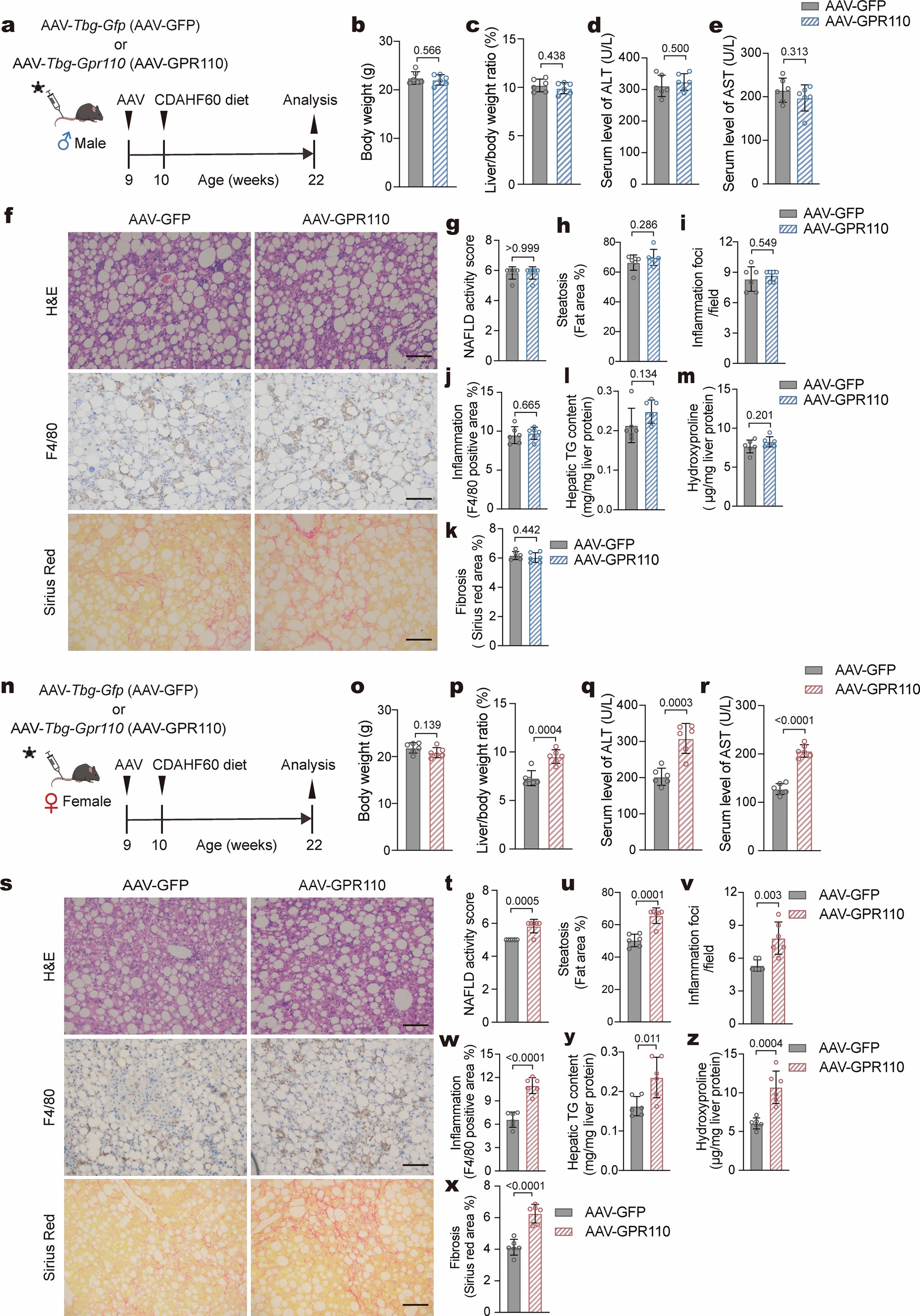 Extended Data Fig. 3: AAV-mediated hepatic overexpression of GPR110 exacerbates MASH development and progression in female mice, but not male mice.