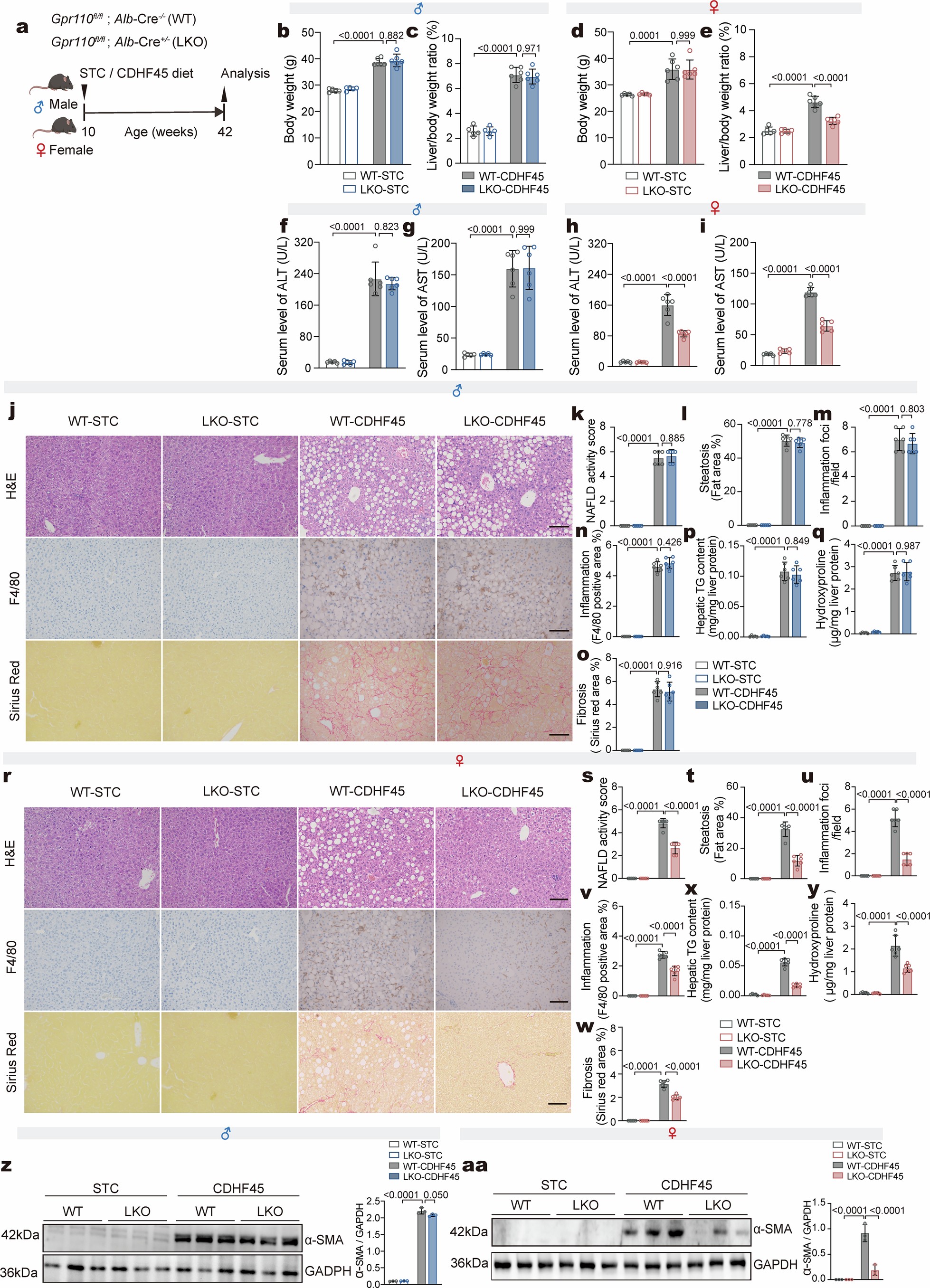 Extended Data Fig. 5: Loss of hepatic Gpr110 ameliorates MASH and its related hepatic fibrosis induced by an CDHF45 diet in female mice, but not in male mice.