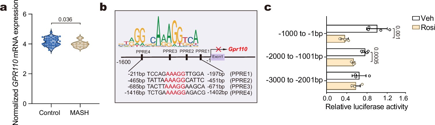 Extended Data Fig. 1: Expression of GPR110 is reduced in human MASH liver and transcriptionally repressed by rosiglitazone.