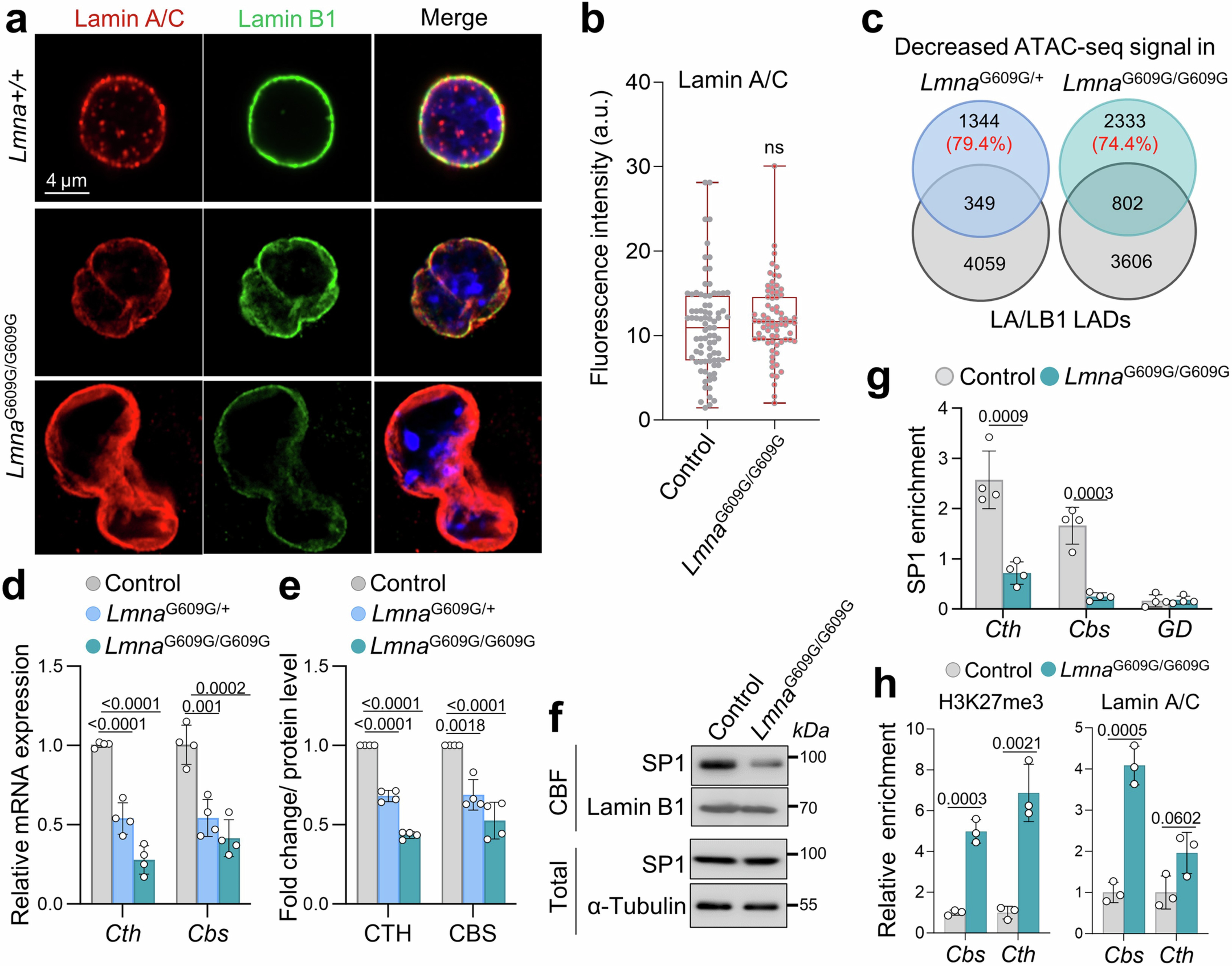Extended Data Fig. 2: Progerin suppresses Cbs and Cth in ESCs.