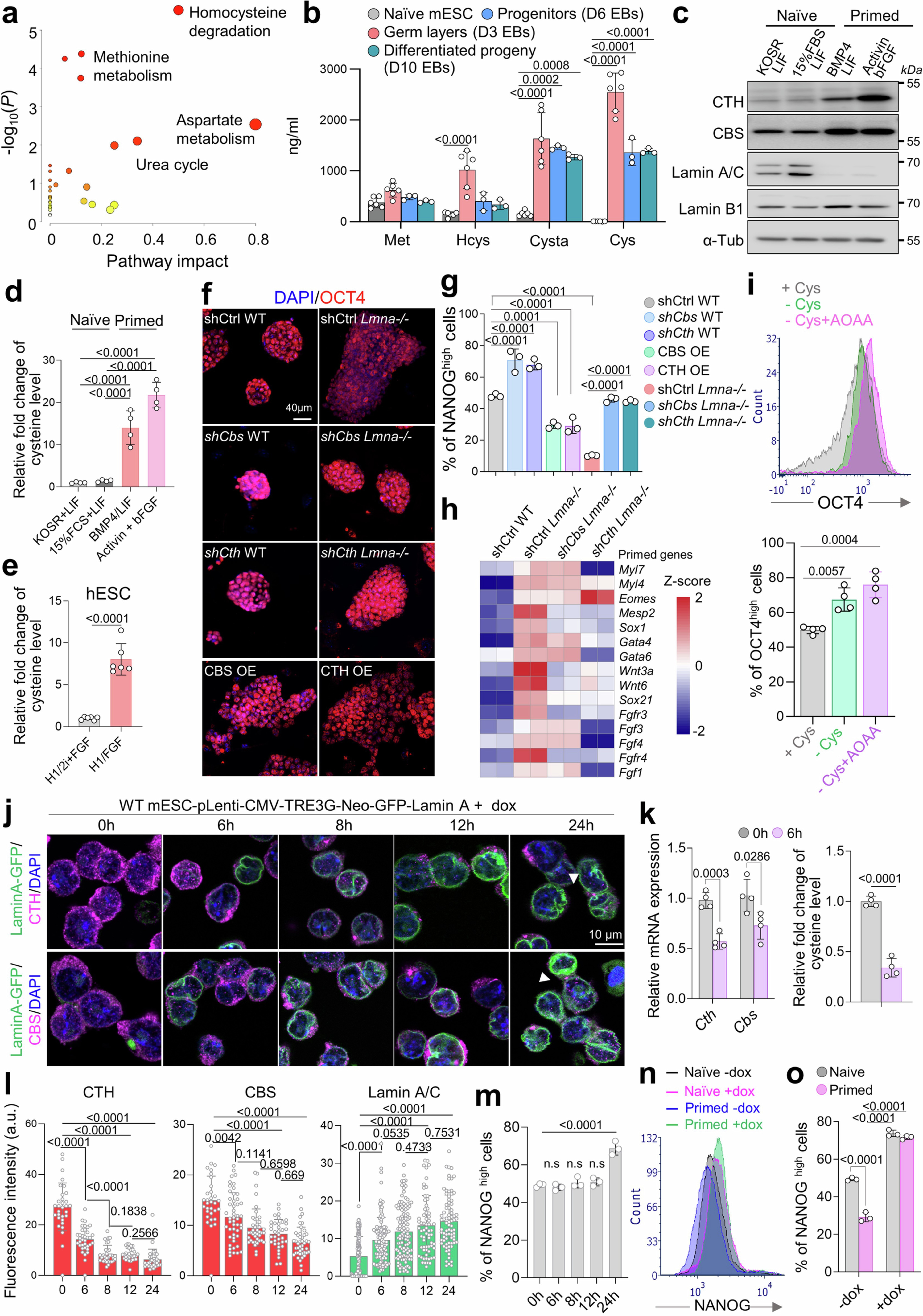 Extended Data Fig. 3: Lamin A/C-dependent CTH and CBS activation drives the transition from naive to primed pluripotency.