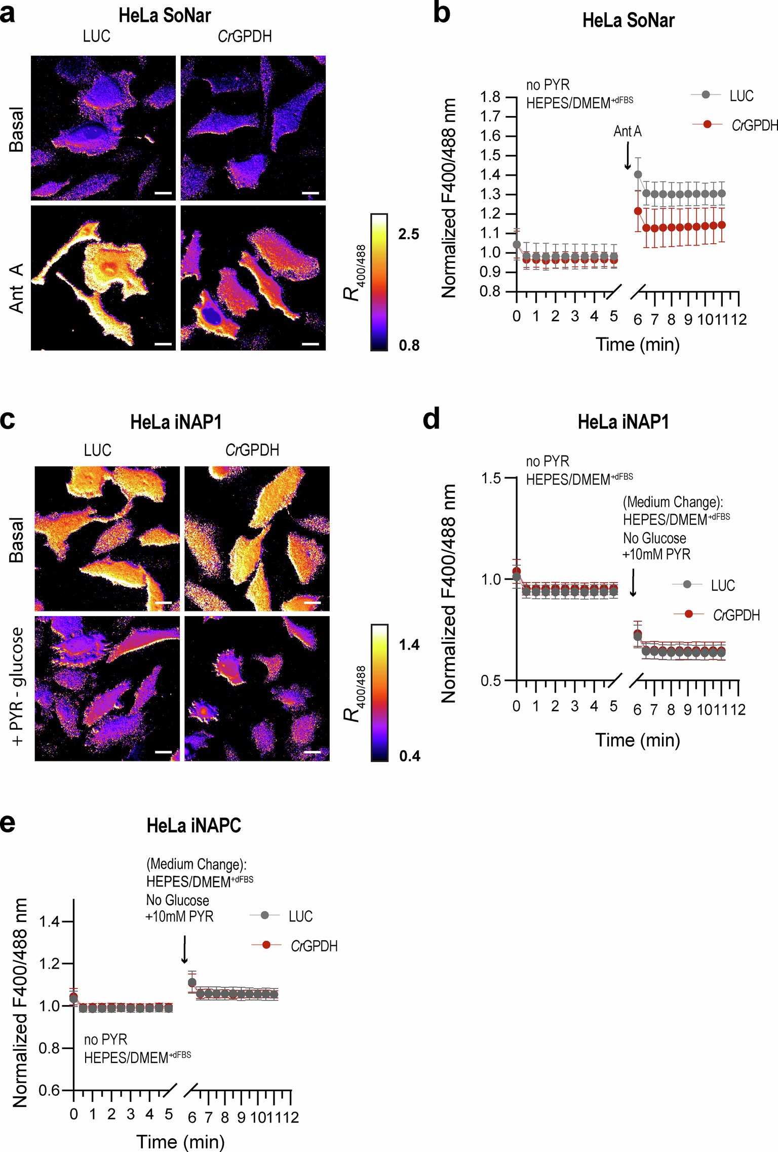 Extended Data Fig. 2: SoNar and iNAP1 imaging of HeLa cells expressing CrGPDH.