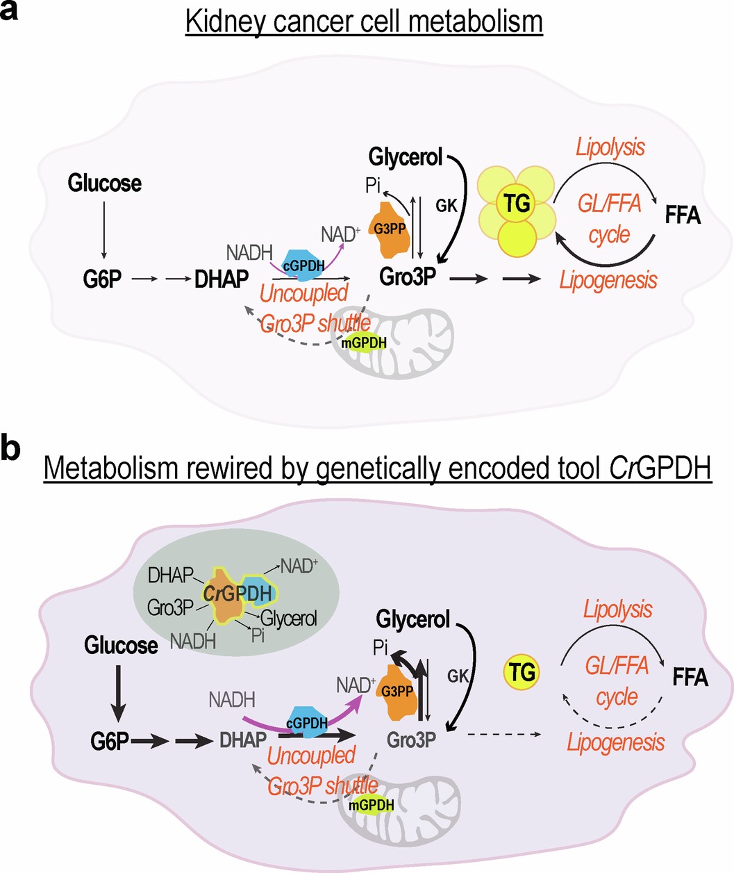 Extended Data Fig. 6: Diagram summarizing metabolic rewiring in clear cell renal cell carcinoma (ccRCC) cells expressing CrGPDH.