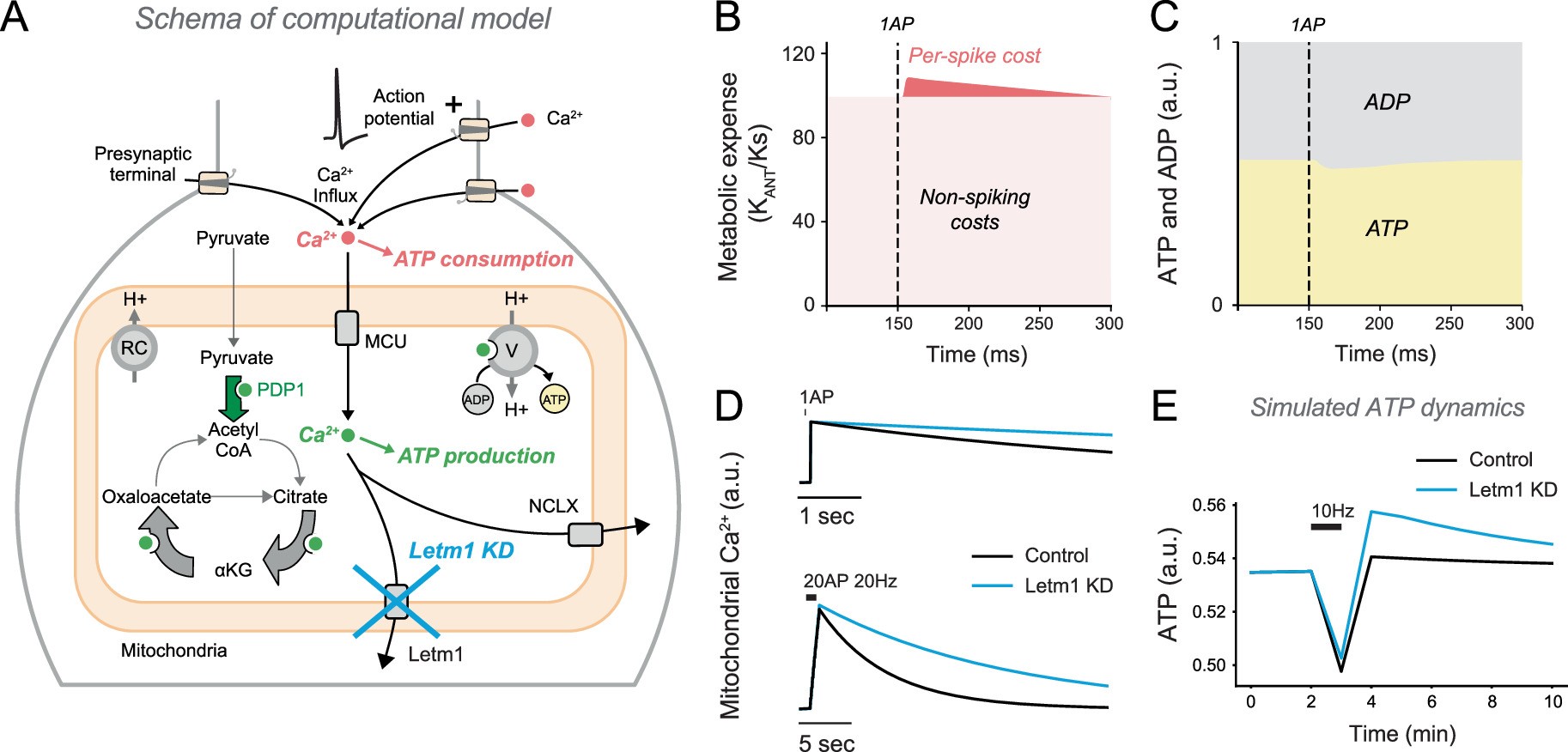 Extended Data Fig. 4: Related to Fig. 2. Parameters and outputs of neuronal metabolic modeling.