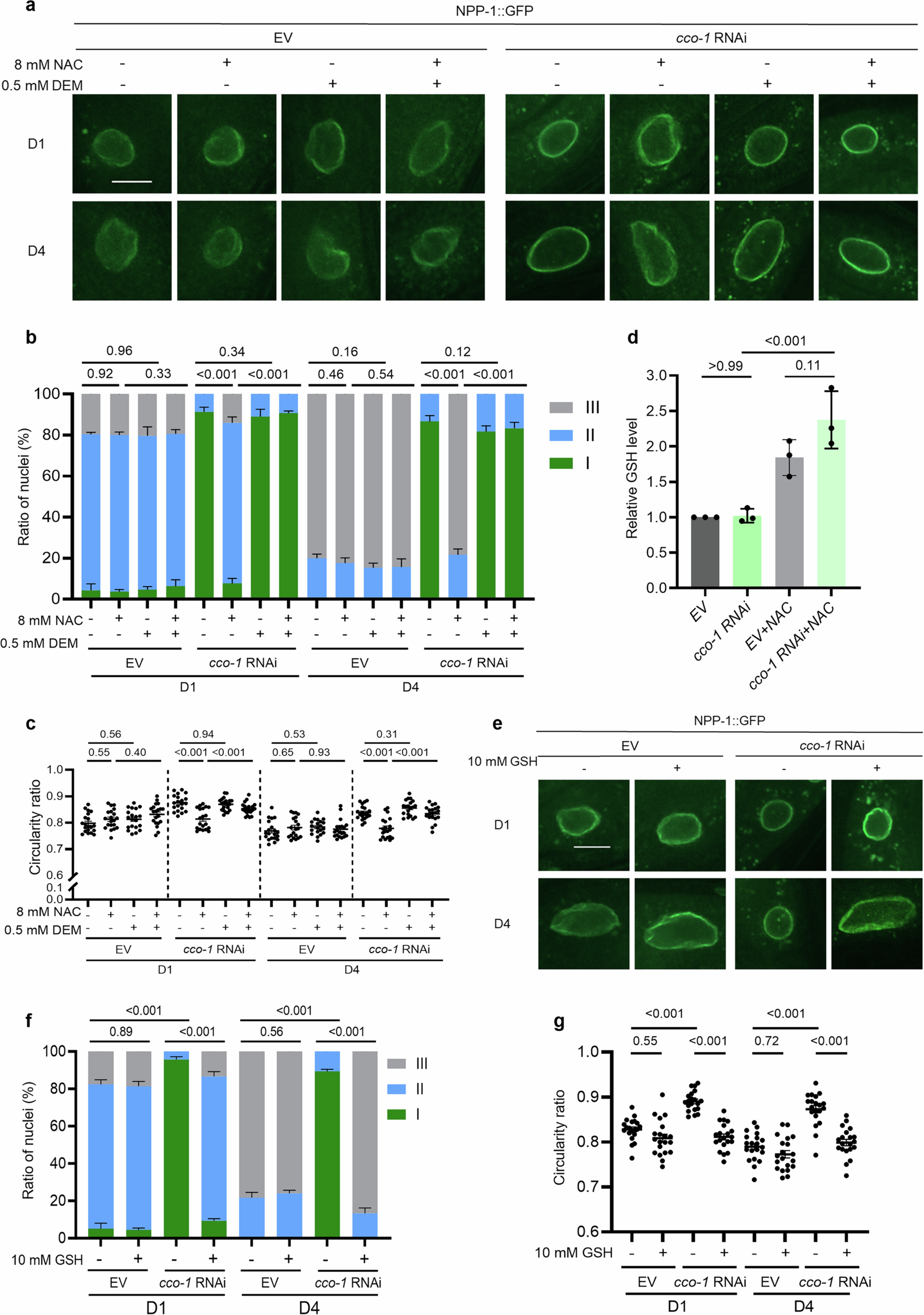 Extended Data Fig. 5: Glutathione (GSH) mediates the disruptive effect of NAC on NE protection during decreased ETC activity.
