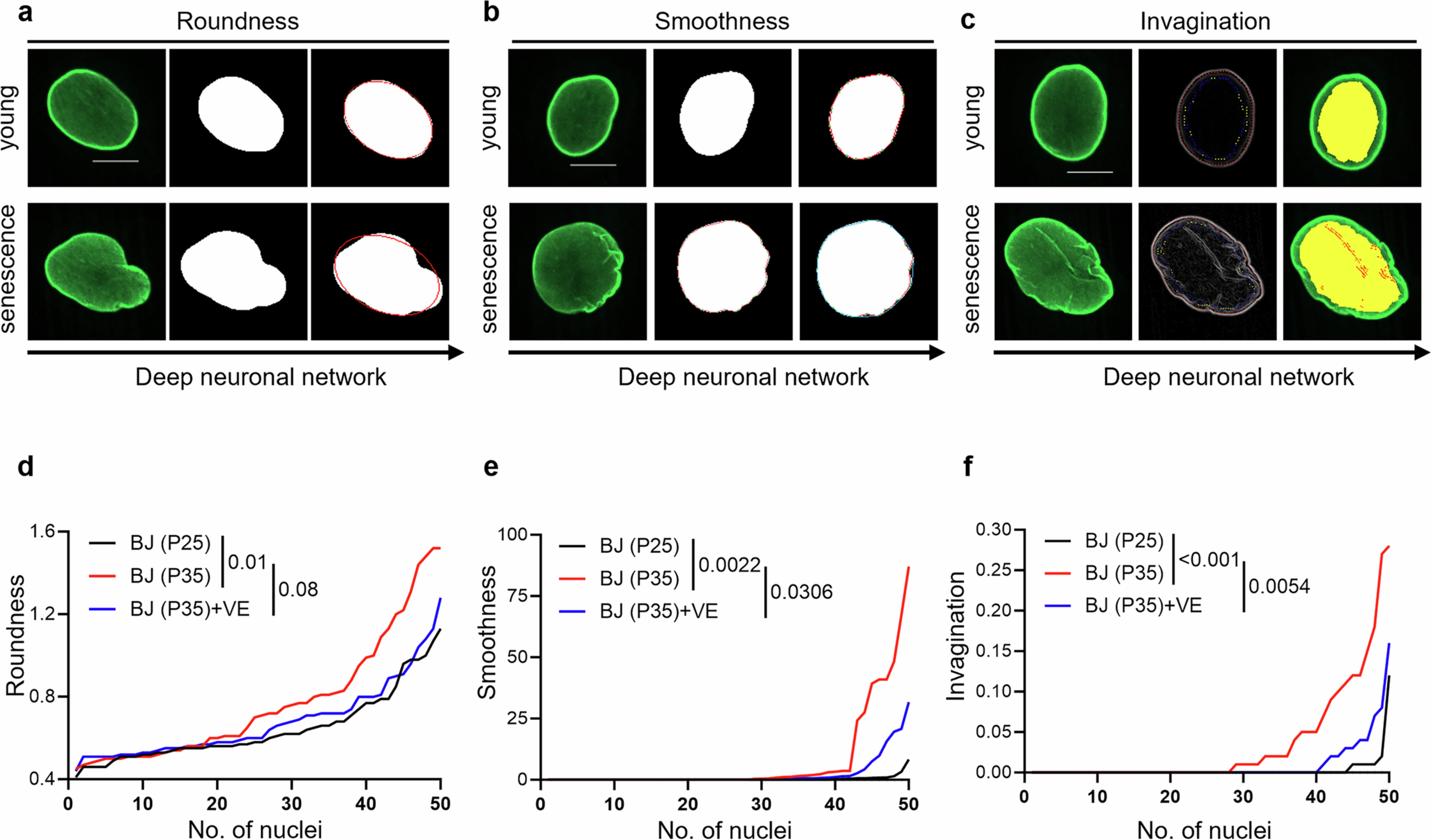 Extended Data Fig. 10: Anti-lipid peroxidation interventions preserve NE morphology and delay cell senescence in normal and HGPS cells.