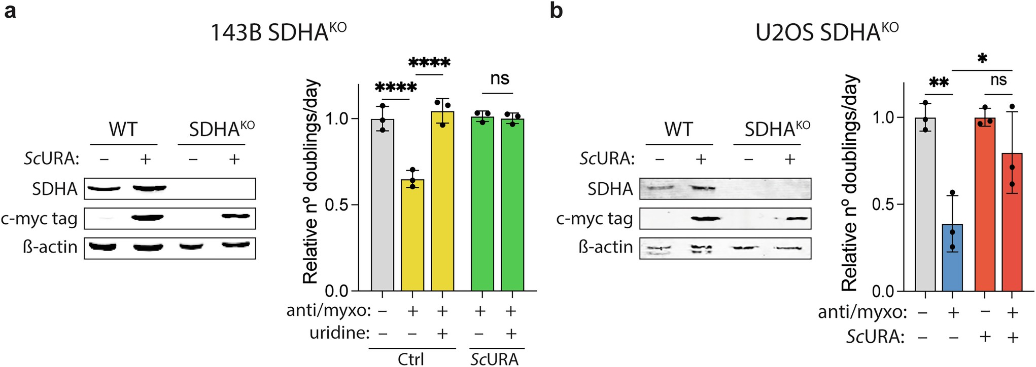 Extended Data Fig. 3: ScURA restores cell proliferation in SDHA knockout cells upon mETC inhibition.