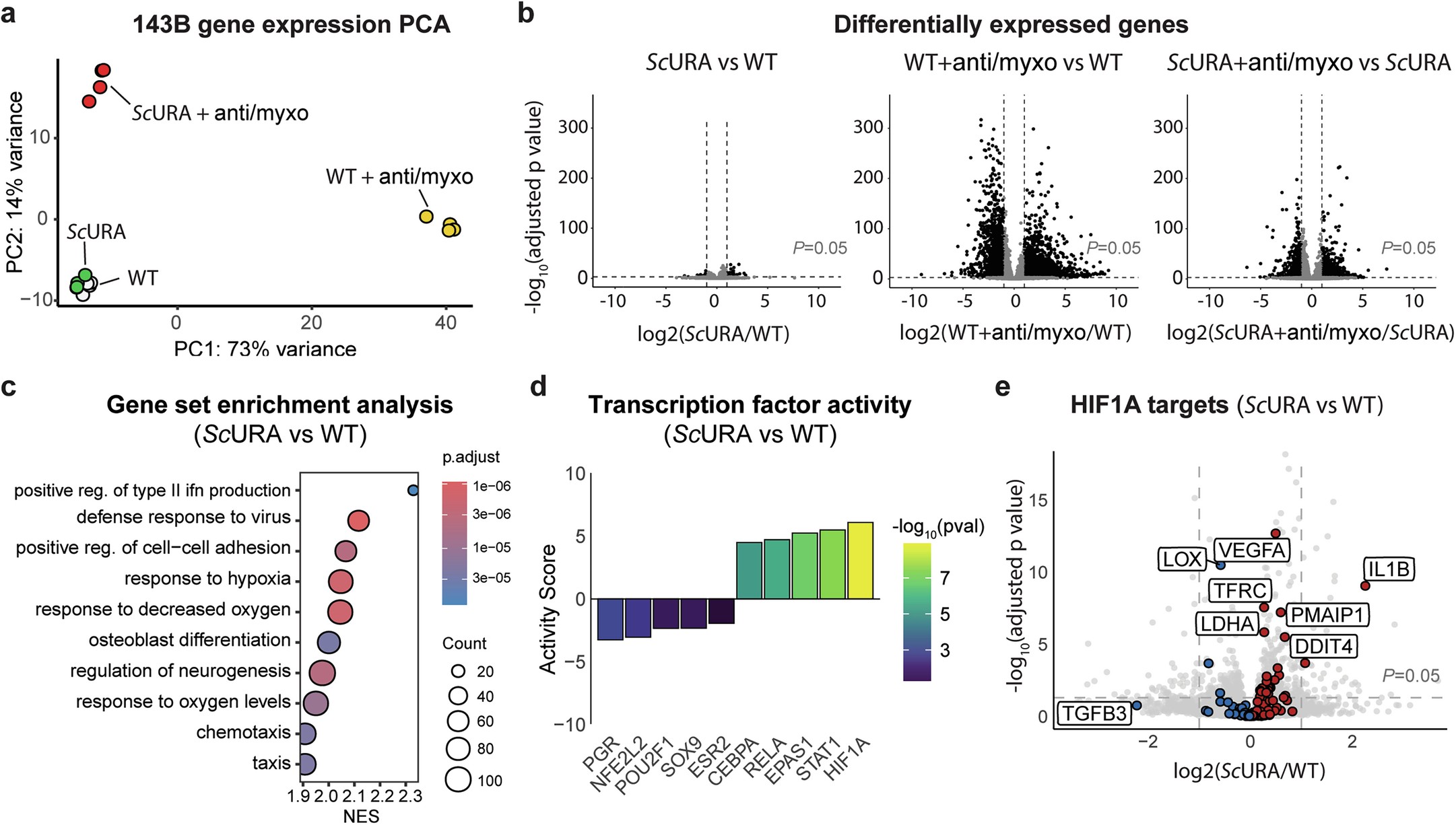 Extended Data Fig. 4: Transcriptomic response to ScURA expression.