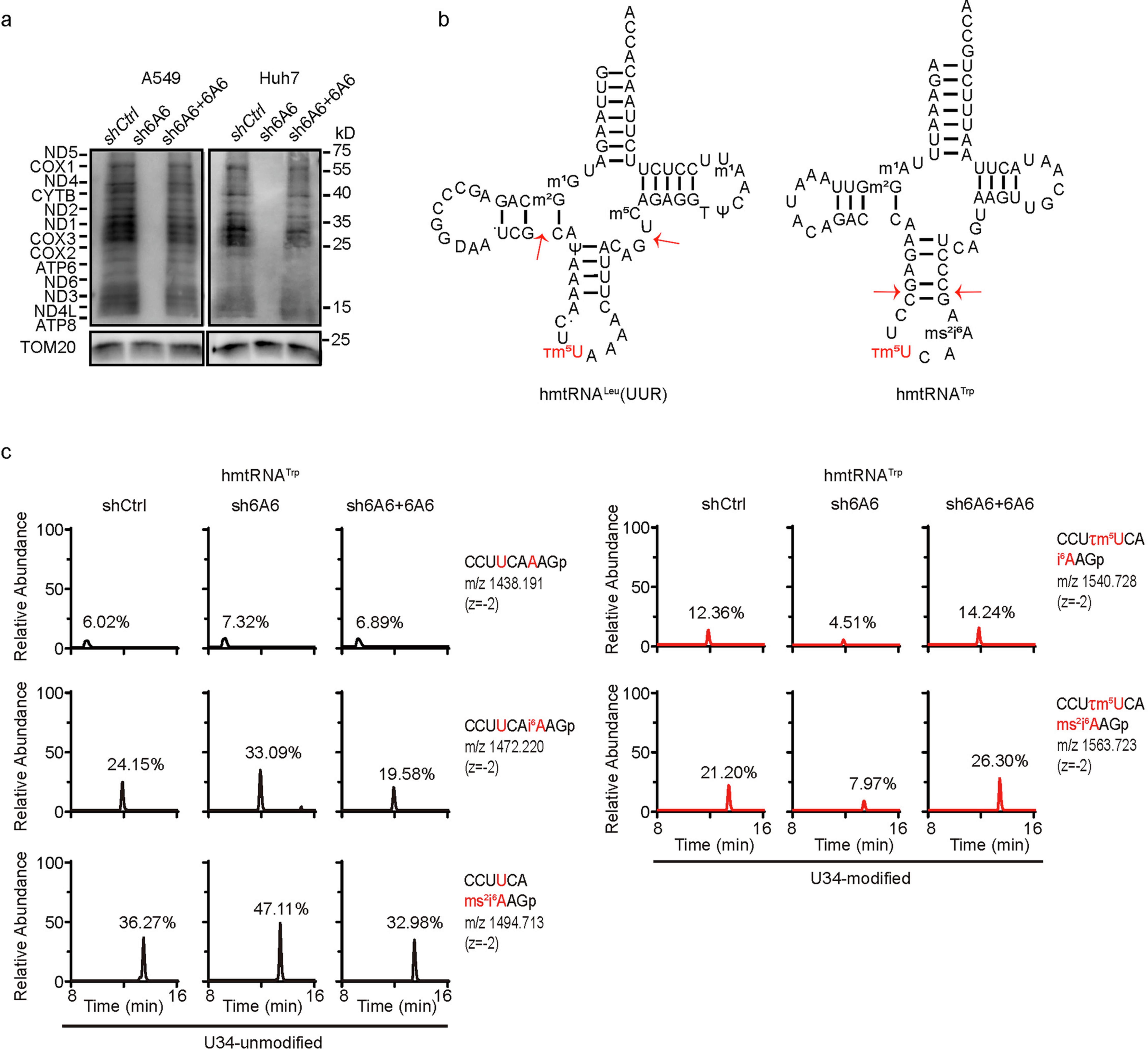 Extended Data Fig. 3: SLC6A6 is required for mitochondrial translation and tRNA modifications.