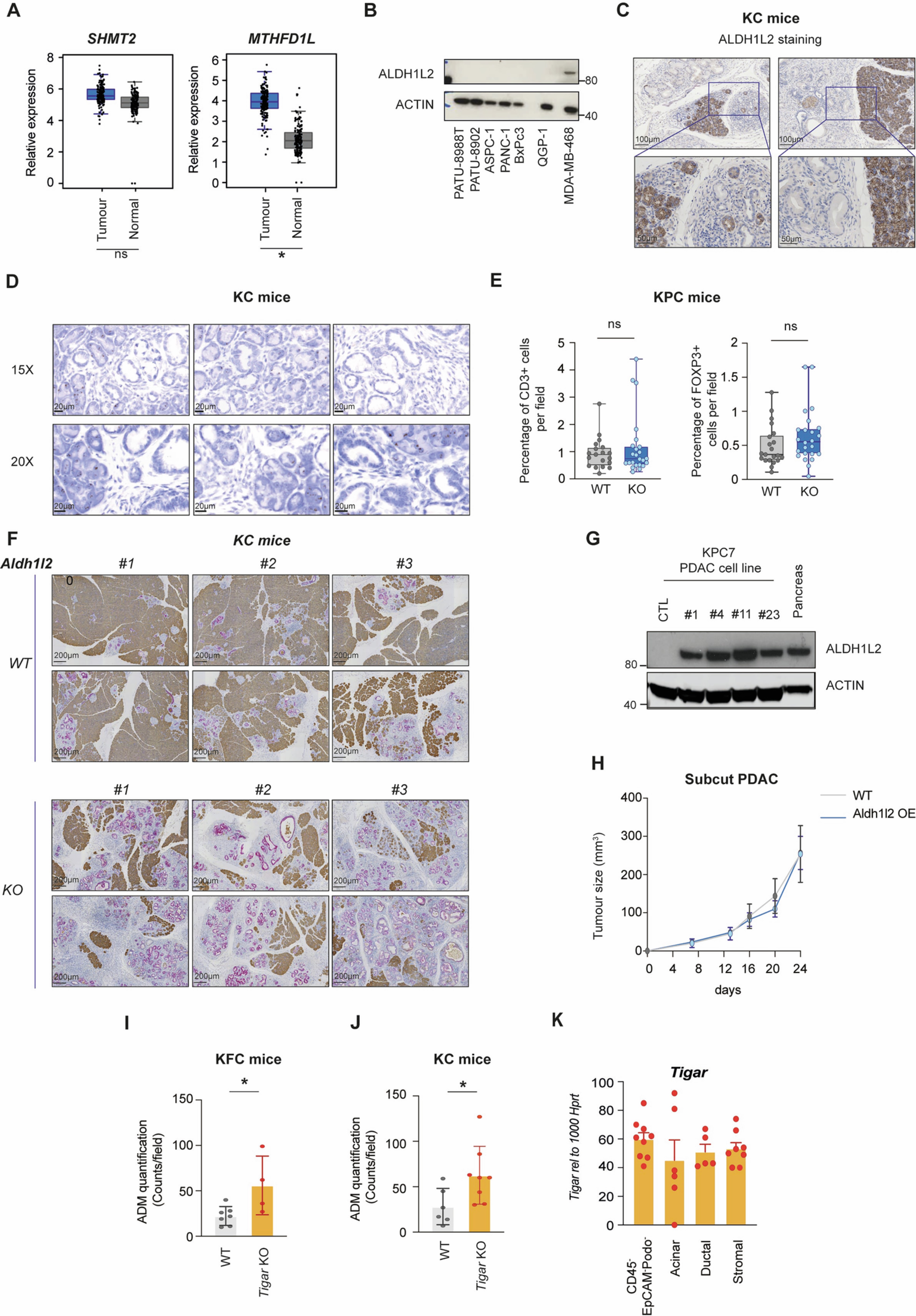 Extended Data Fig. 3: Deletion of Aldh1l2 in mouse models of pancreatic cancer.