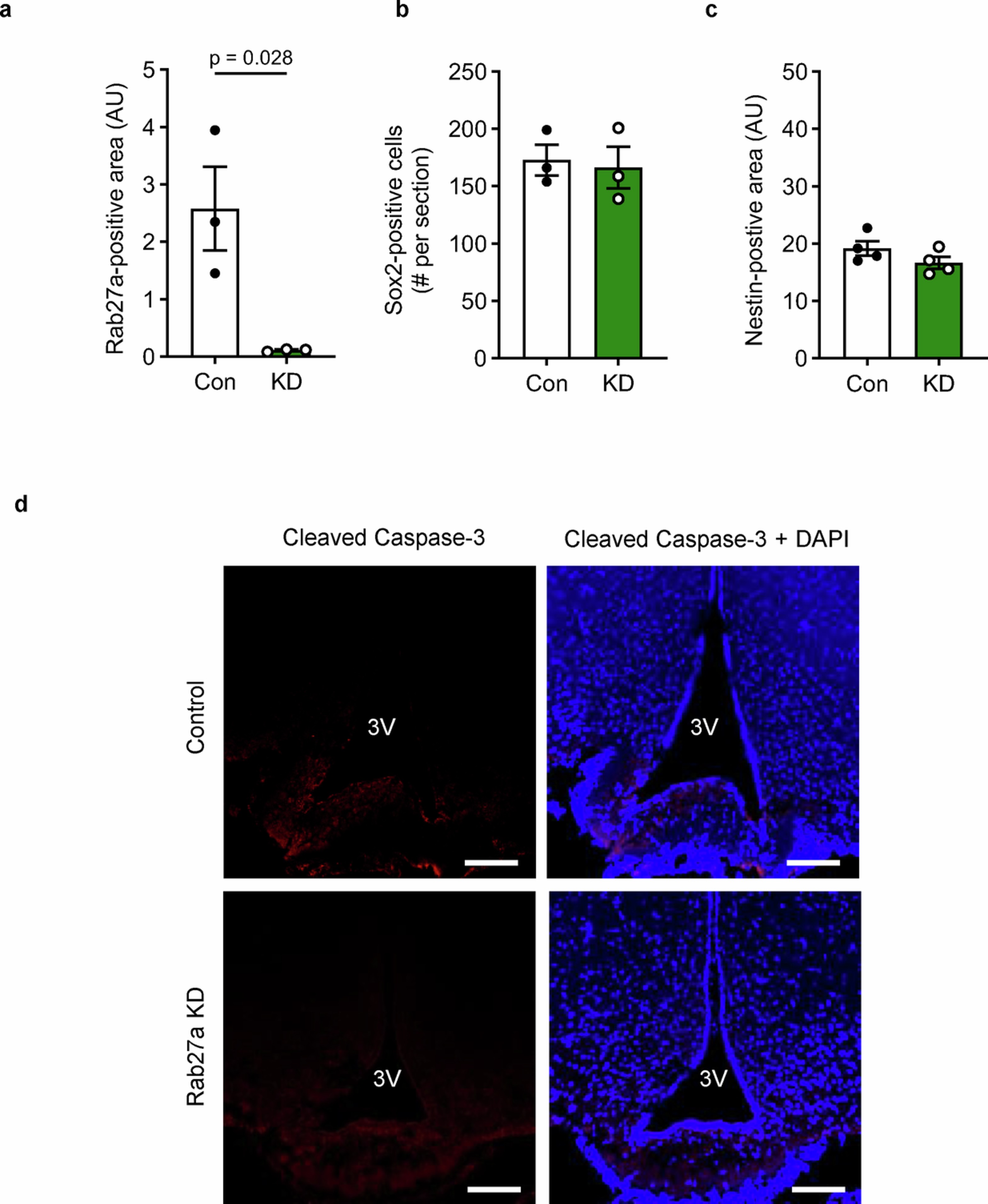 Extended Data Fig. 2: Validation of Rab27a KD model efficiency.