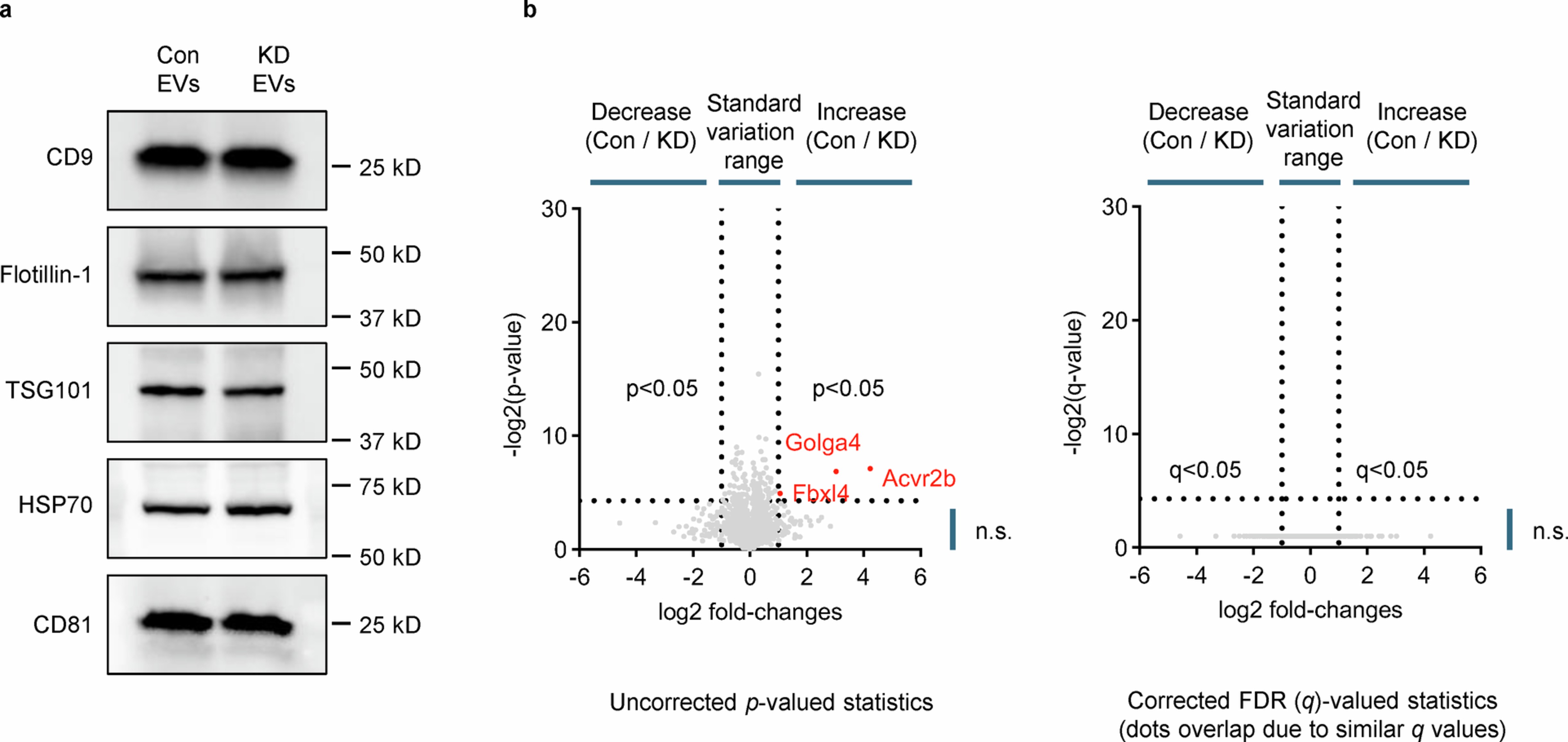 Extended Data Fig. 5: Composition assessment of Rab27a KD EVs versus control EVs.