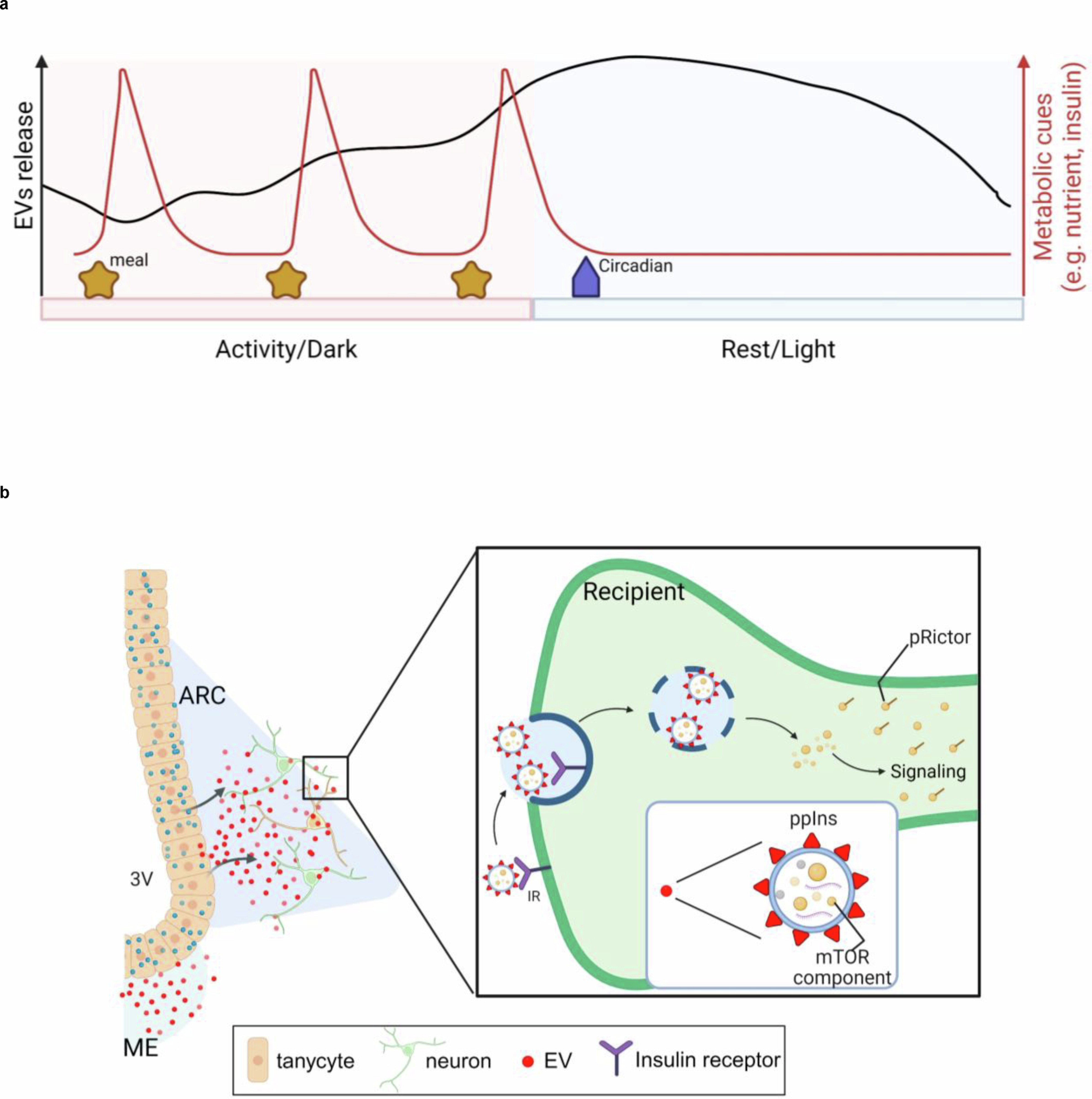 Extended Data Fig. 10: Conceptual diagram of this study.