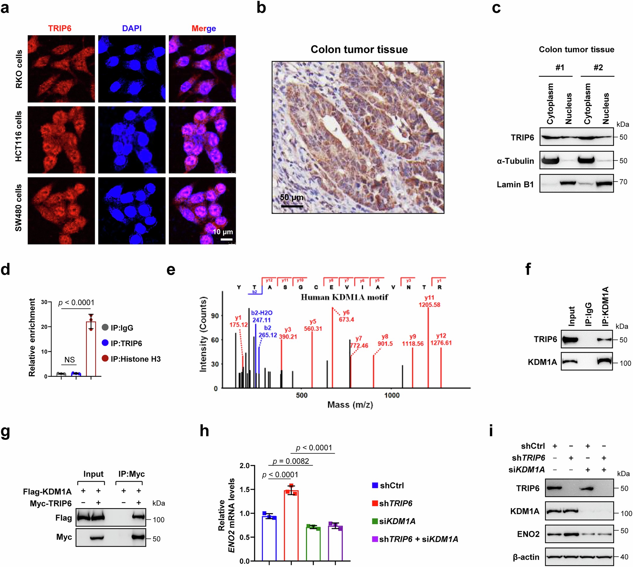 Extended Data Fig. 3: TRIP6 regulates ENO2 expression through KDM1A.