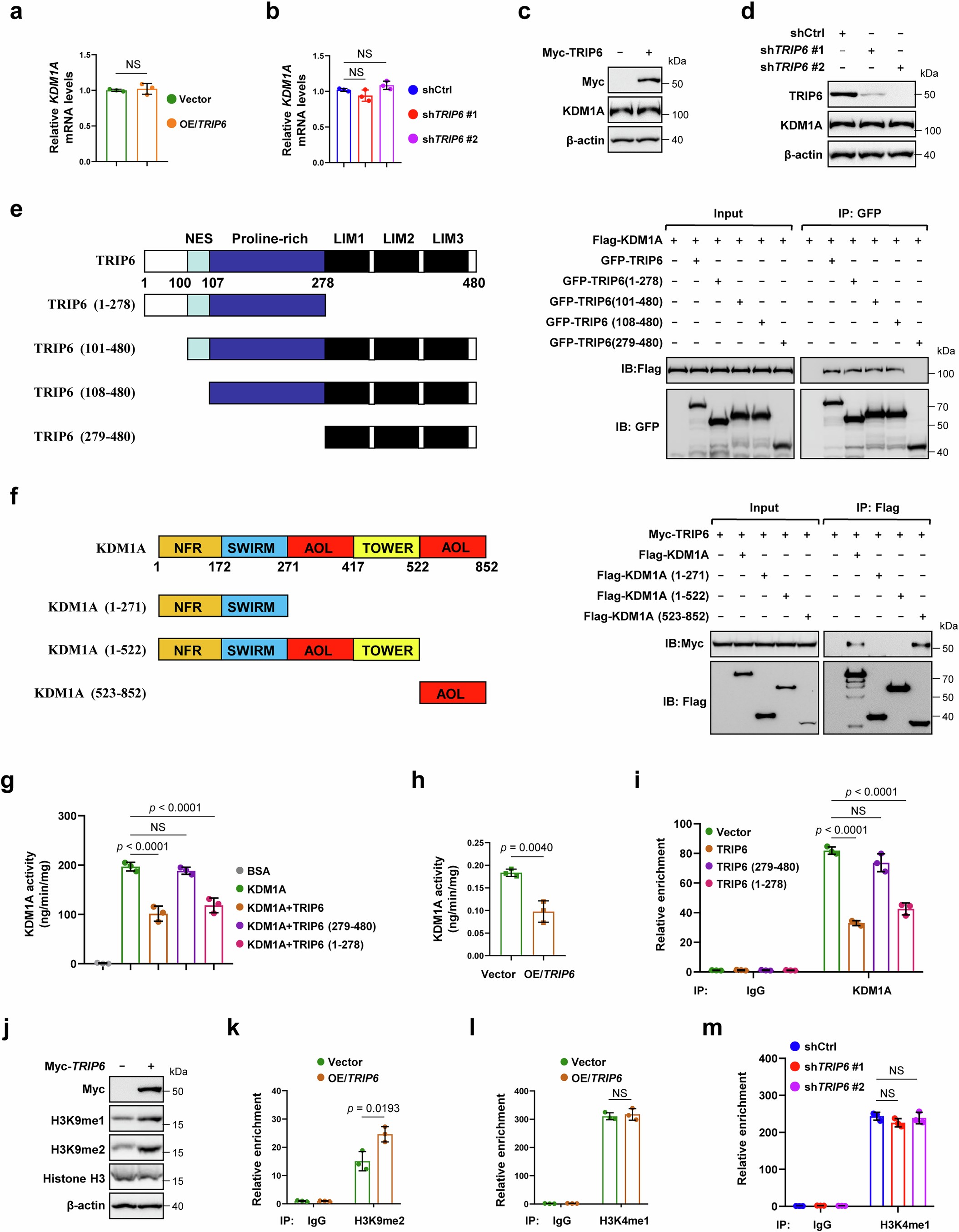 Extended Data Fig. 4: TRIP6-KDM1A interaction impairs KDM1A enzymatic function and its recruitment to the ENO2 promoter.