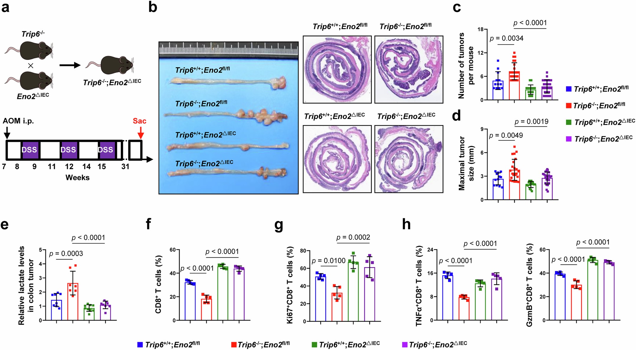 Extended Data Fig. 5: Deletion of epithelial ENO2 restores the function of tumor-infiltrating CD8+ T cell in Trip6-deficient KRAS wild-type mice.