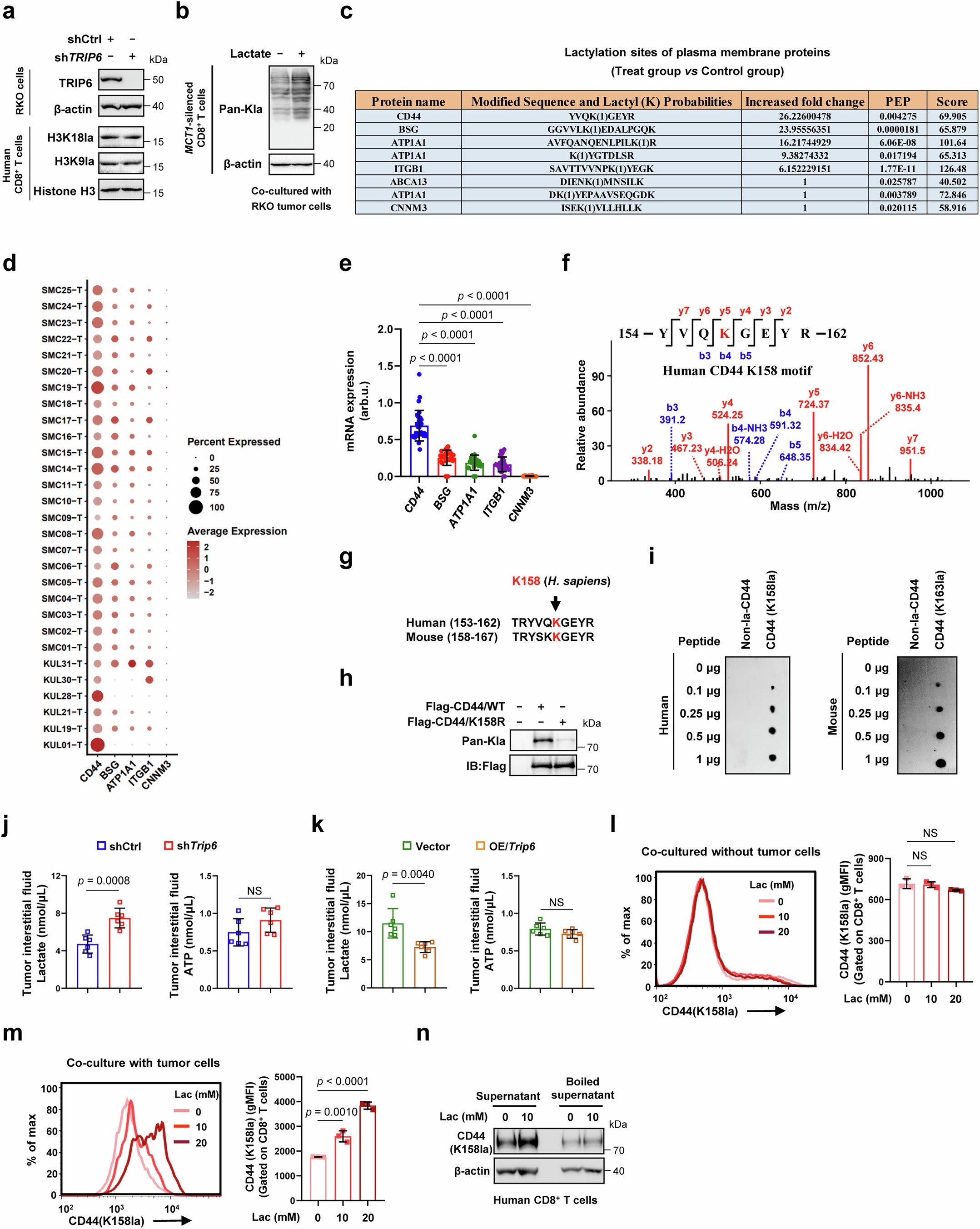 Extended Data Fig. 6: CD44 lactylation in CD8+ T cells.