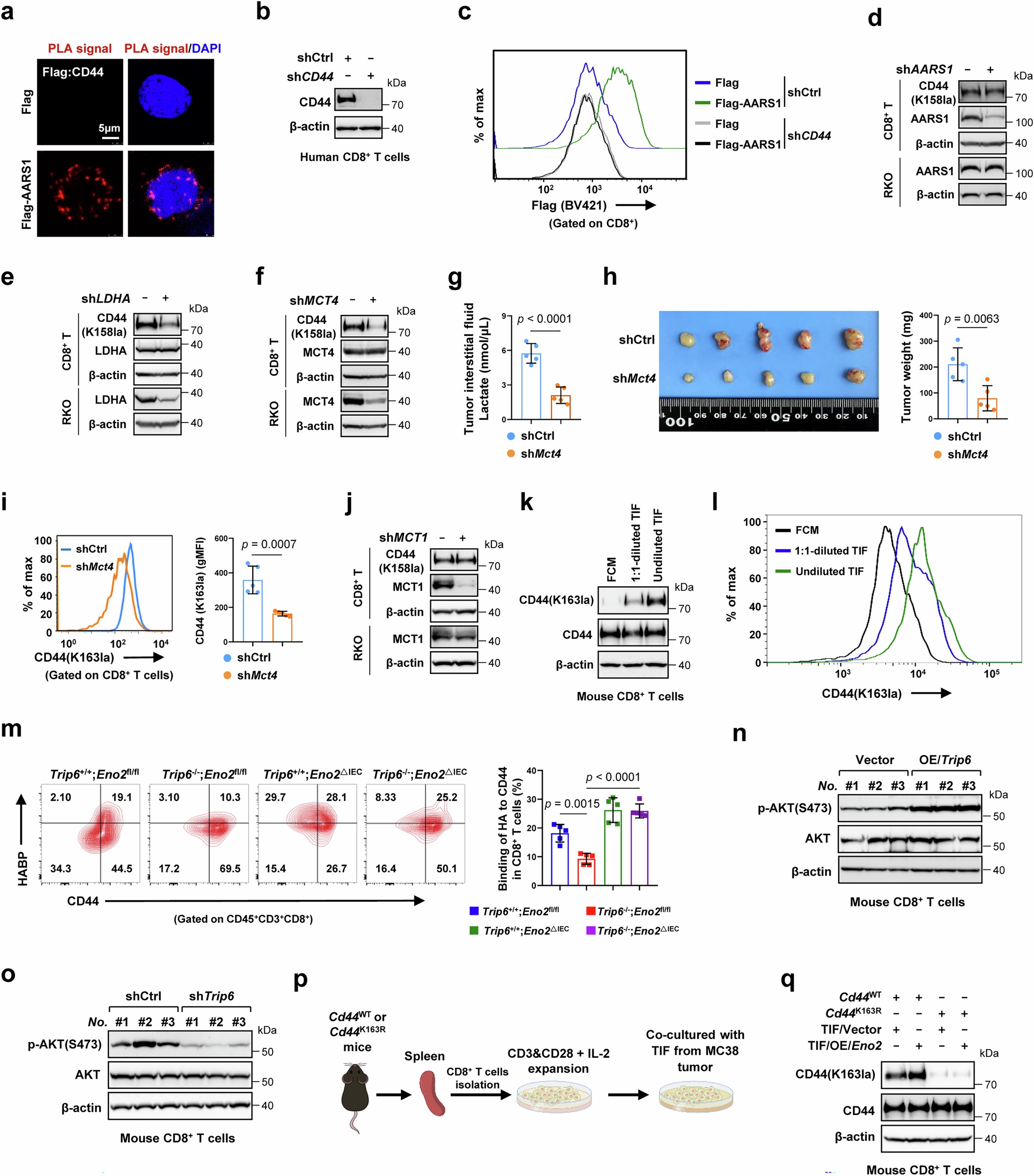 Extended Data Fig. 7: CD44 recruits tumor-derived AARS1 to extracellularly lactylate it and block hyaluronan binding thereby inhibiting AKT signaling in CD8⁺ T cells.