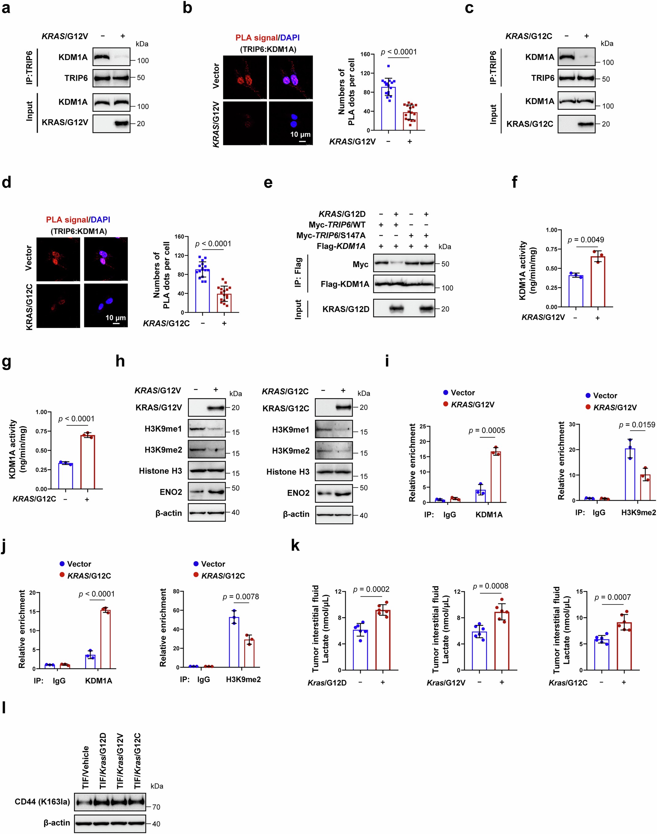 Extended Data Fig. 9: KRAS mutant disrupts TRIP6-KDM1A binding to enhance the KDM1A–H3K9me1/2 axis and epigenetically upregulate ENO2.