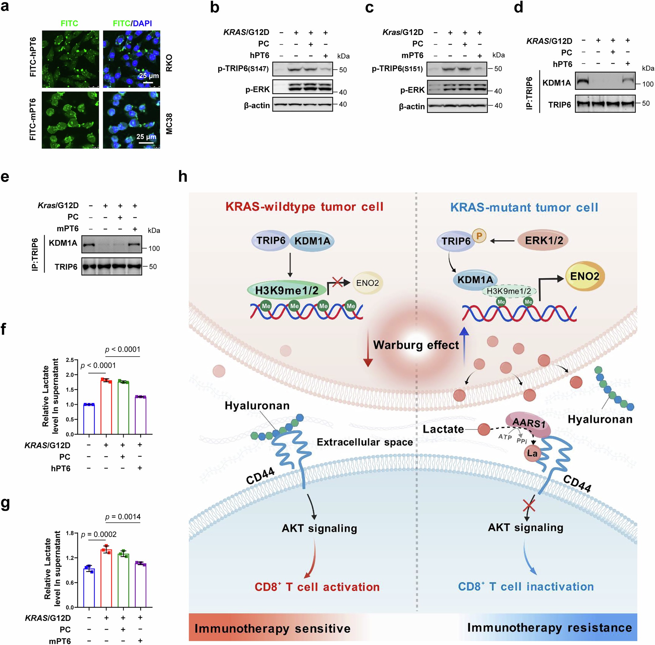 Extended Data Fig. 10: The PT6 peptide disrupts TRIP6 phosphorylation to inhibit glycolysis.