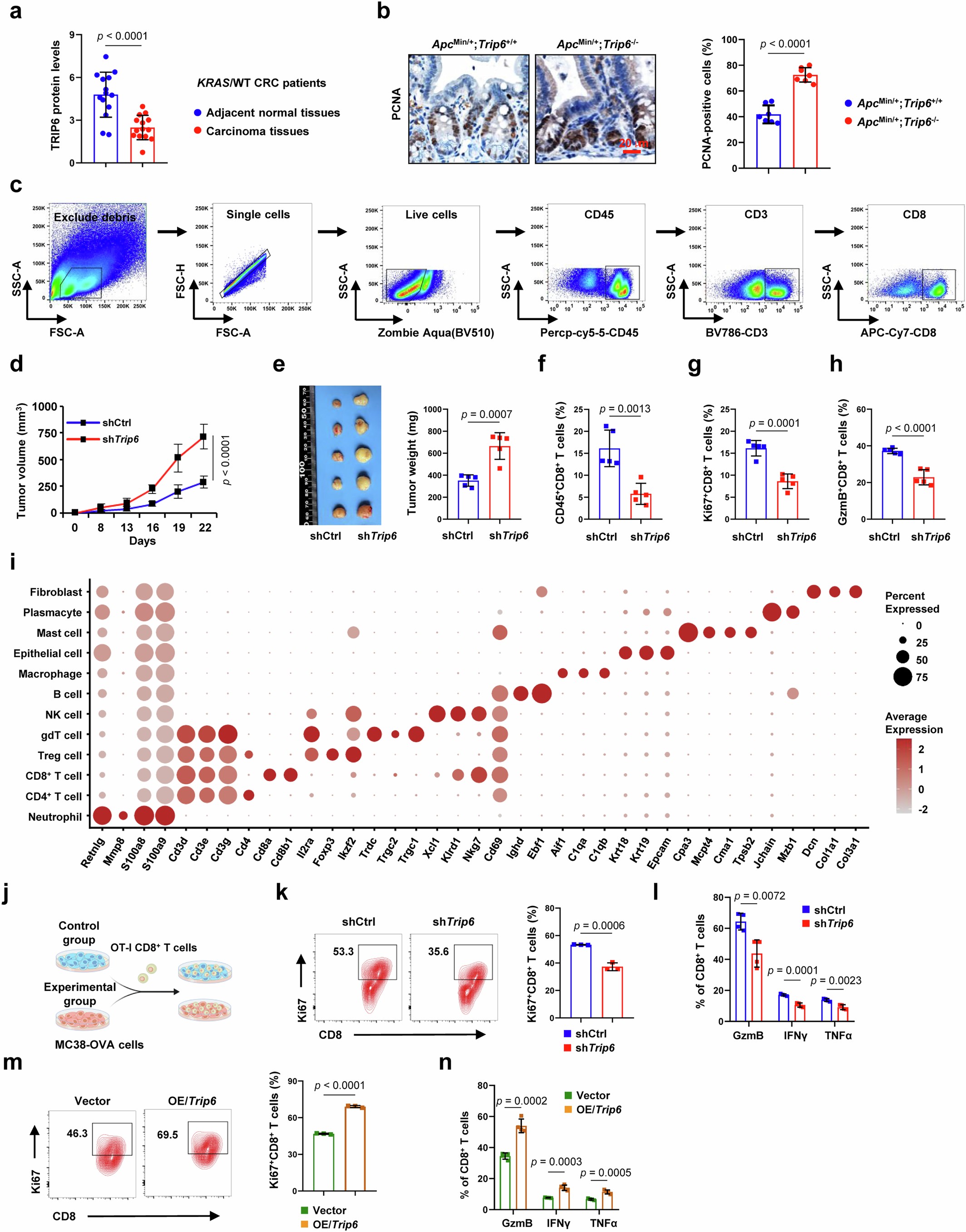 Extended Data Fig. 1: TRIP6 enhances the anti-tumor activity of CD8+ T cells in KRAS wild-type (KRAS/WT) colorectal cancer (CRC).