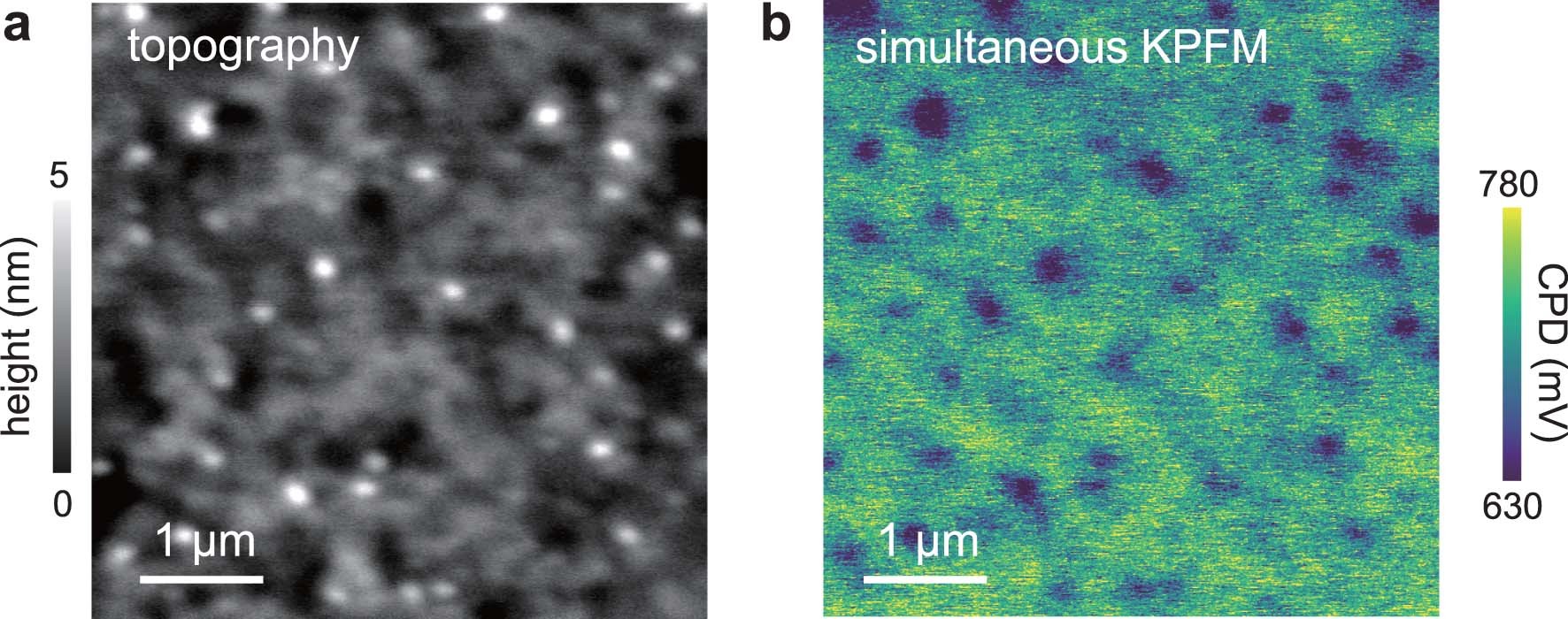 Extended Data Fig. 7: Kelvin probe force microscopy analysis on the mixed Br/Cl blue perovskite film on PVK/ITO substrates.