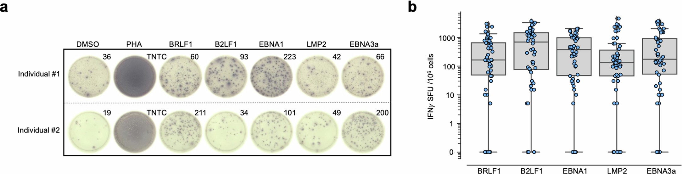 Extended Data Fig. 5: Response of individuals in cohort to overlapping peptide pools from Epstein-Barr Virus (EBV) proteins.