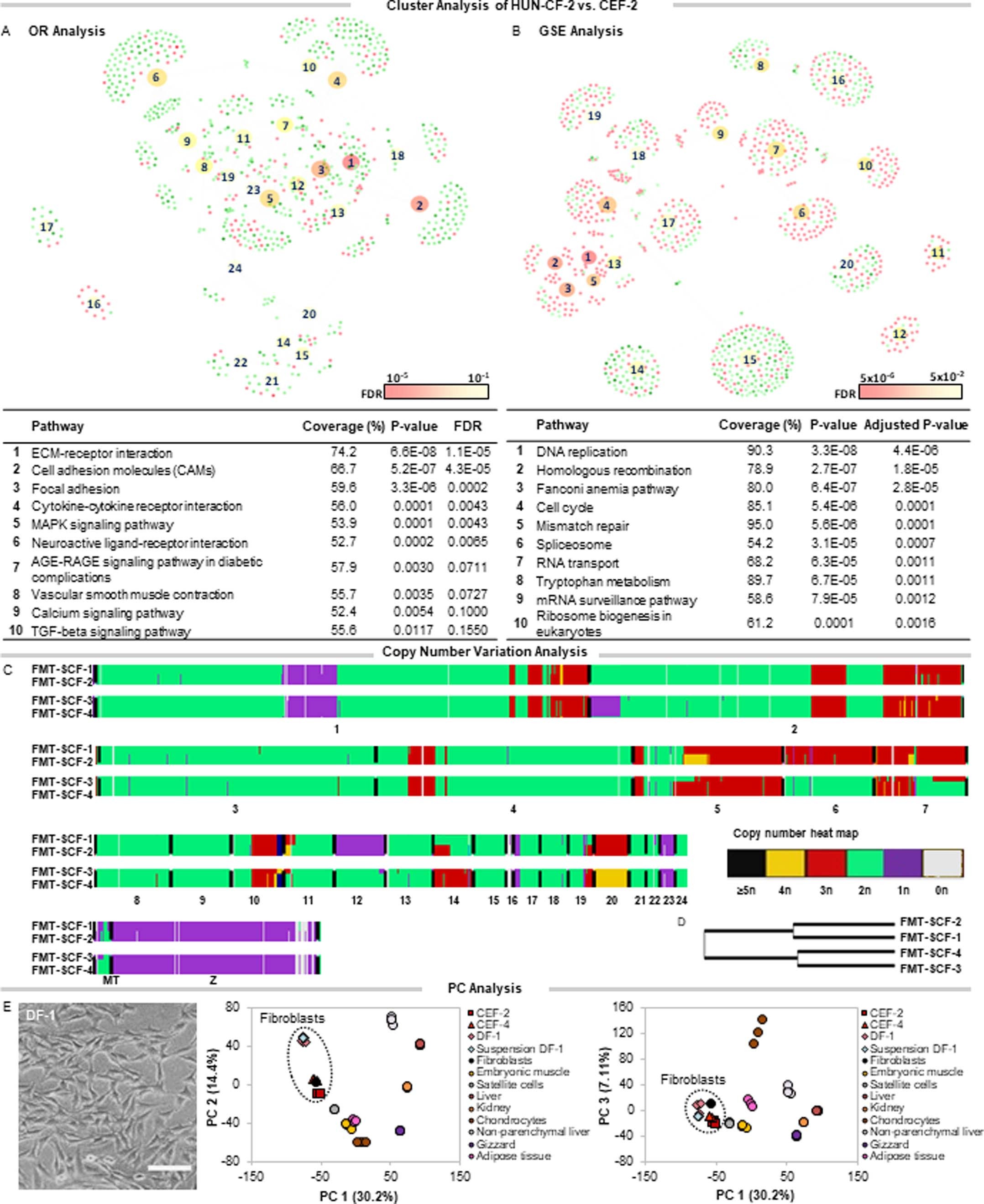 Extended Data Fig. 3: Sequencing analyses of immortalized and anchorage-independent chicken fibroblasts.