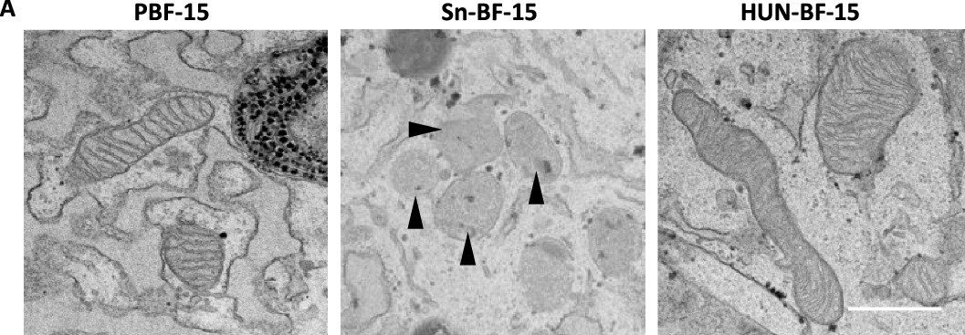 Extended Data Fig. 5