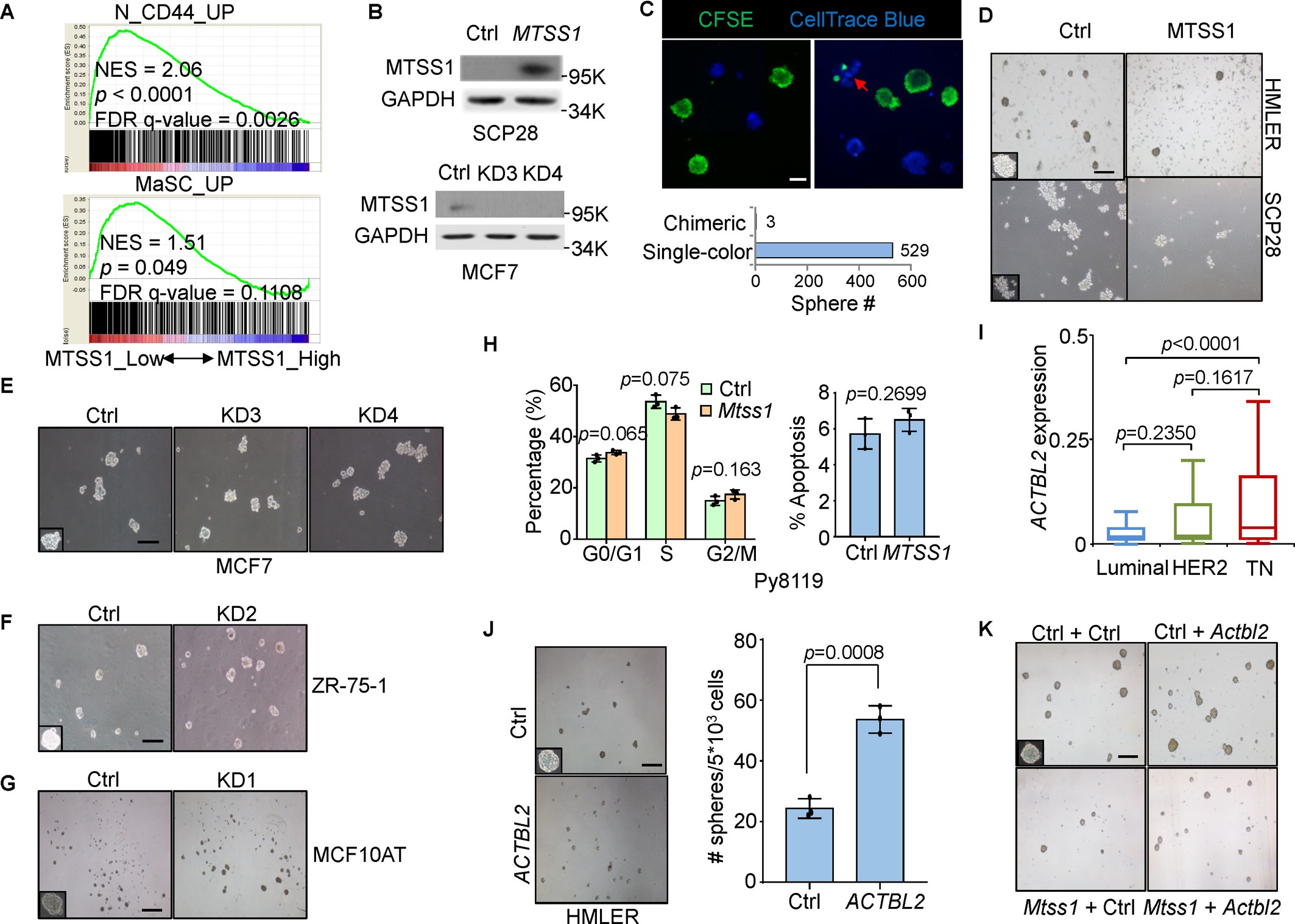 Extended Data Fig. 3: MTSS1 and ACTBL2 regulate tumorsphere formation of breast cancer cells.