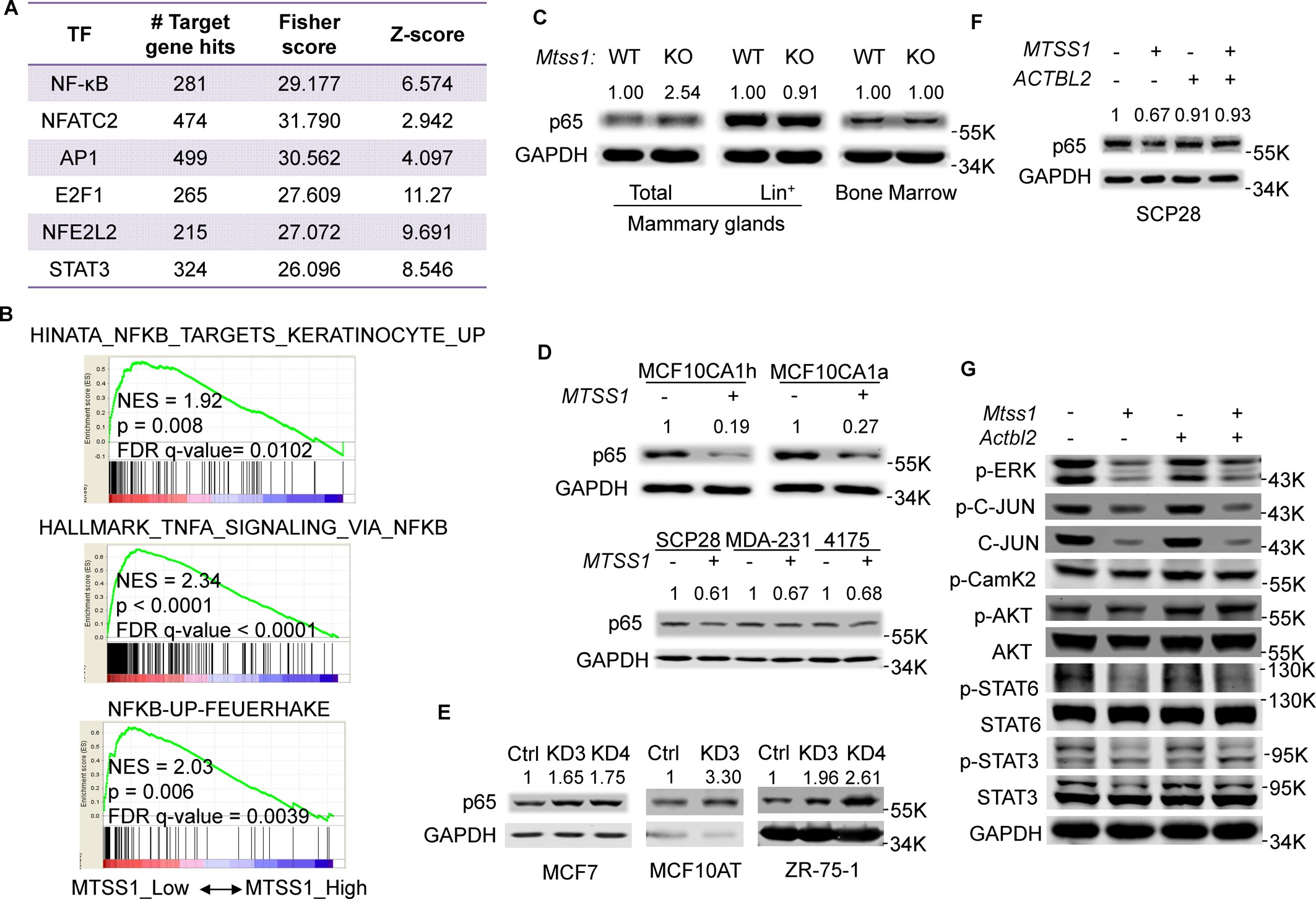 Extended Data Fig. 4: MTSS1 and ACTBL2 regulate p65 protein.