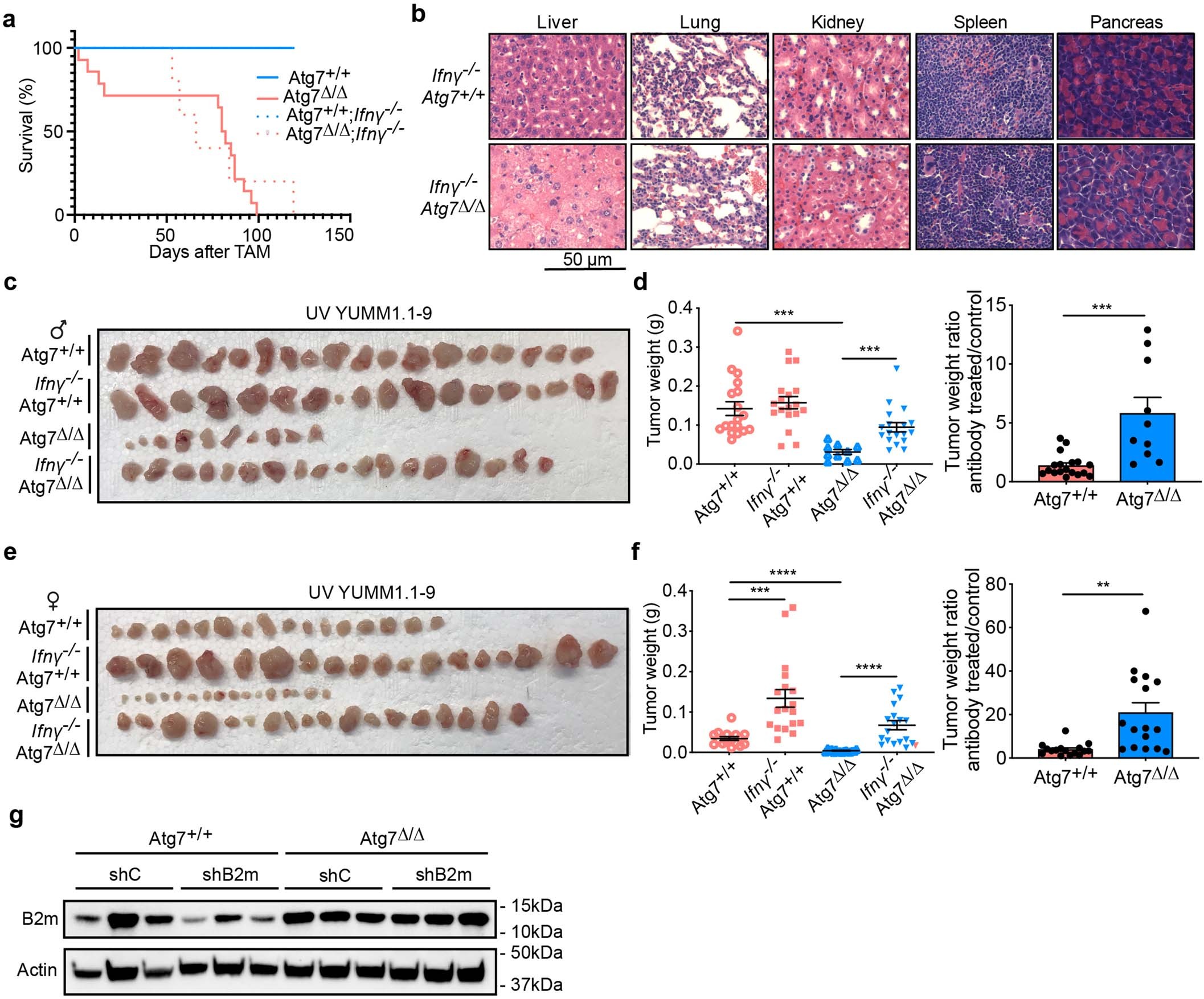 Extended Data Fig. 4: Loss of autophagy increases high TMB tumor growth in an IFNγ-dependent manner.