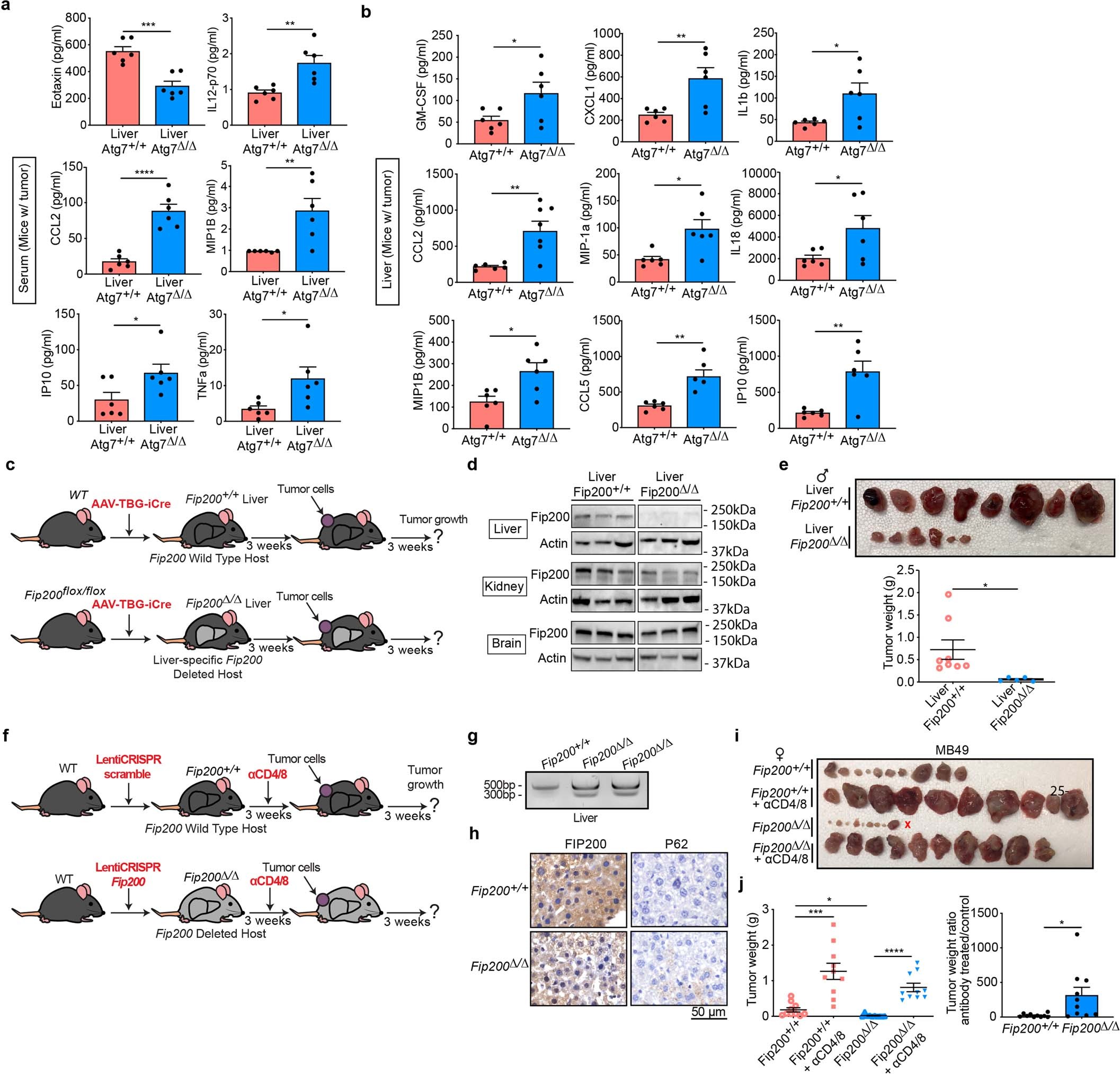 Extended Data Fig. 5: Loss of autophagy, not LC3-associated phagocytosis (LAP), decreases tumor growth through a T cell-dependent mechanism.