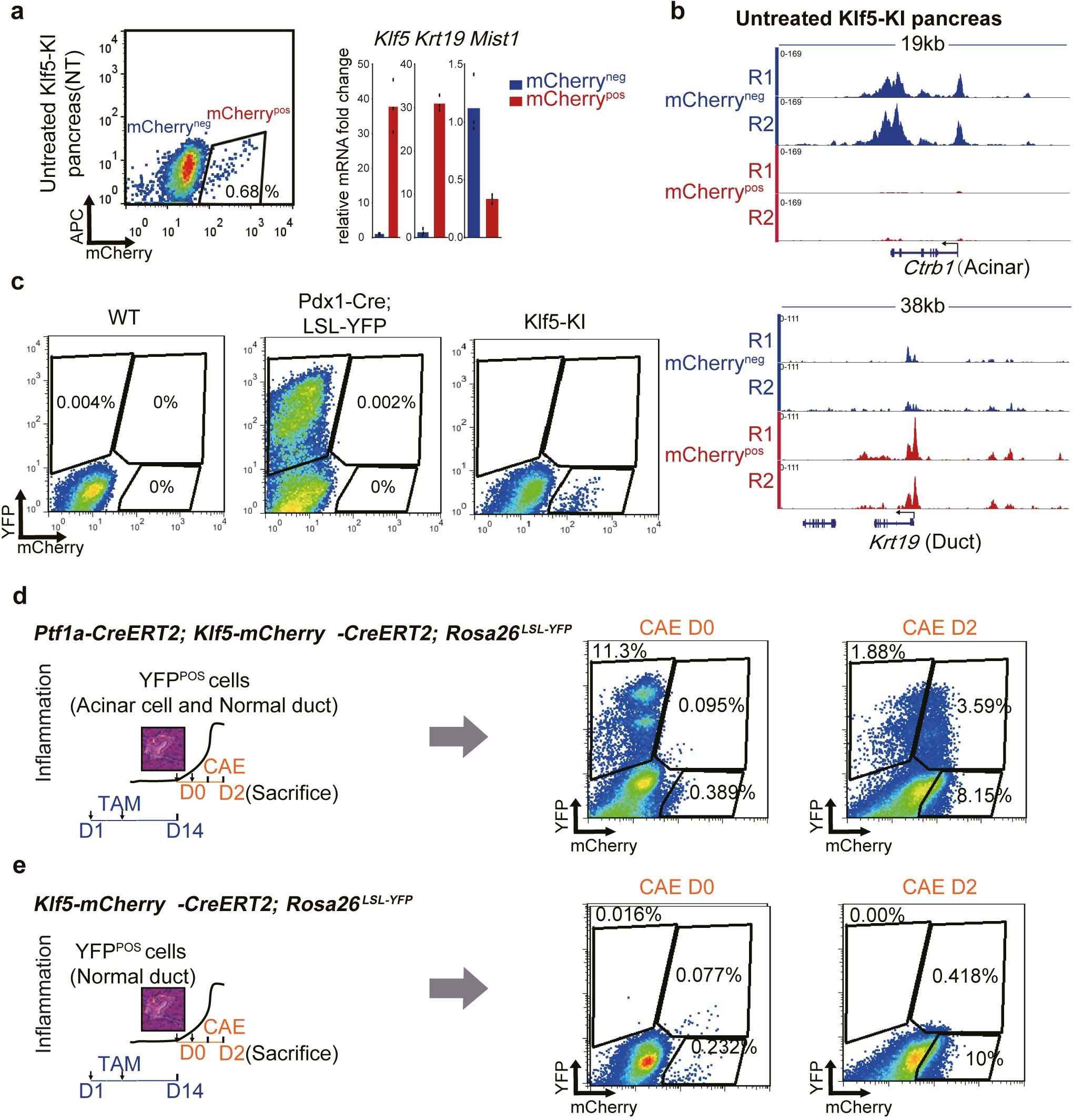 Extended Data Fig. 2: mCherry FACS isolates normal ductal and ADM cells.