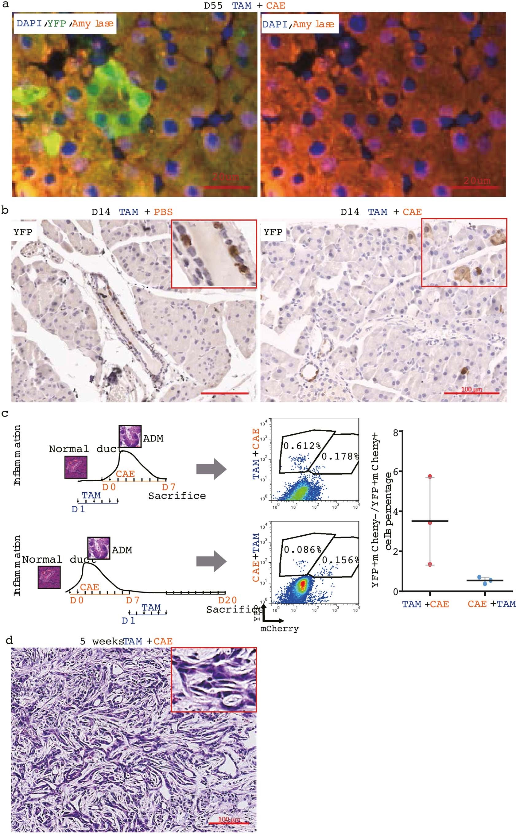 Extended Data Fig. 3: ADM cells are transient acinar progenitors.